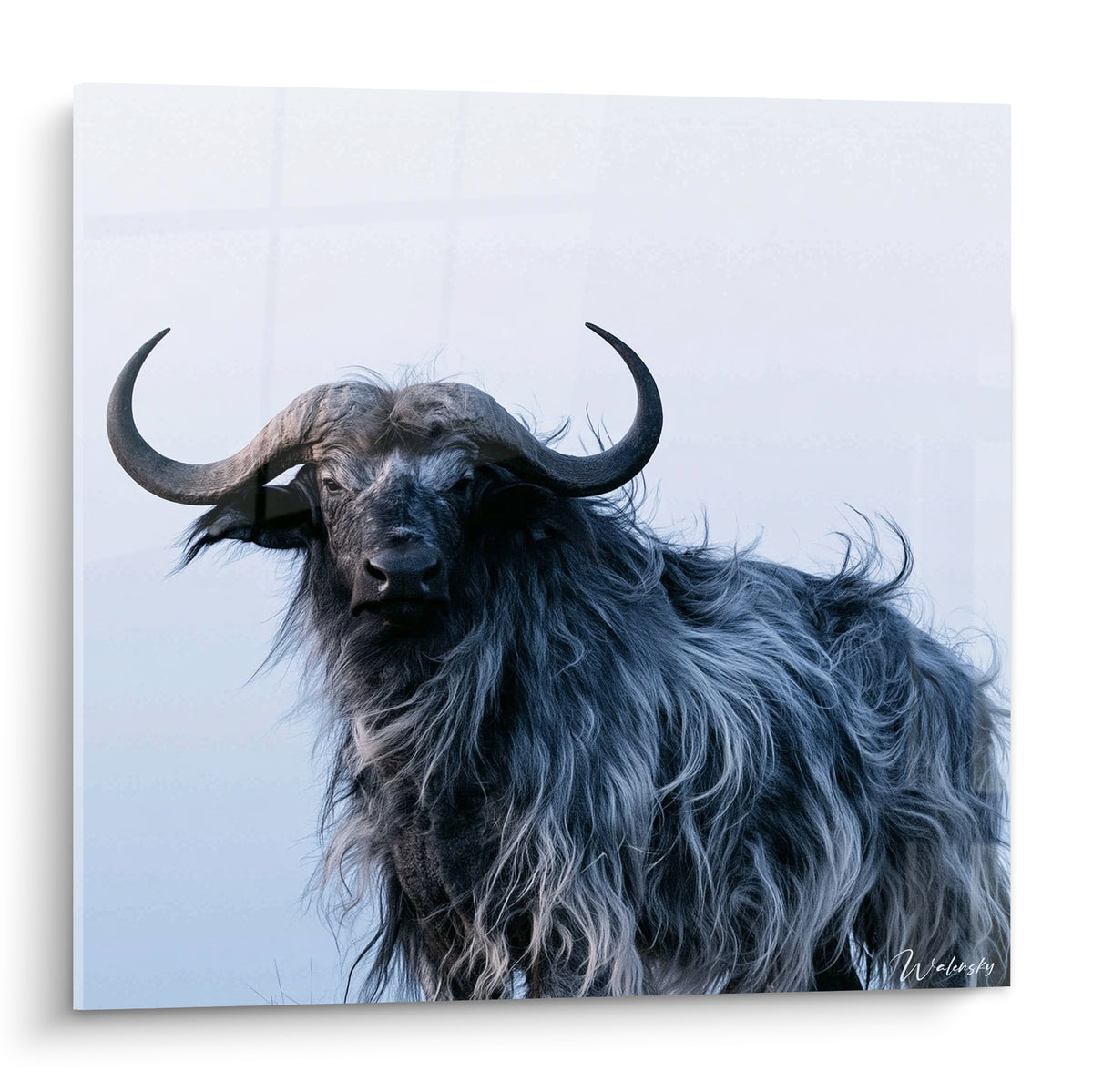 Buffle aux cornes recourbées et pelage anthracite et blanc se détachant sur fond brumeux clair