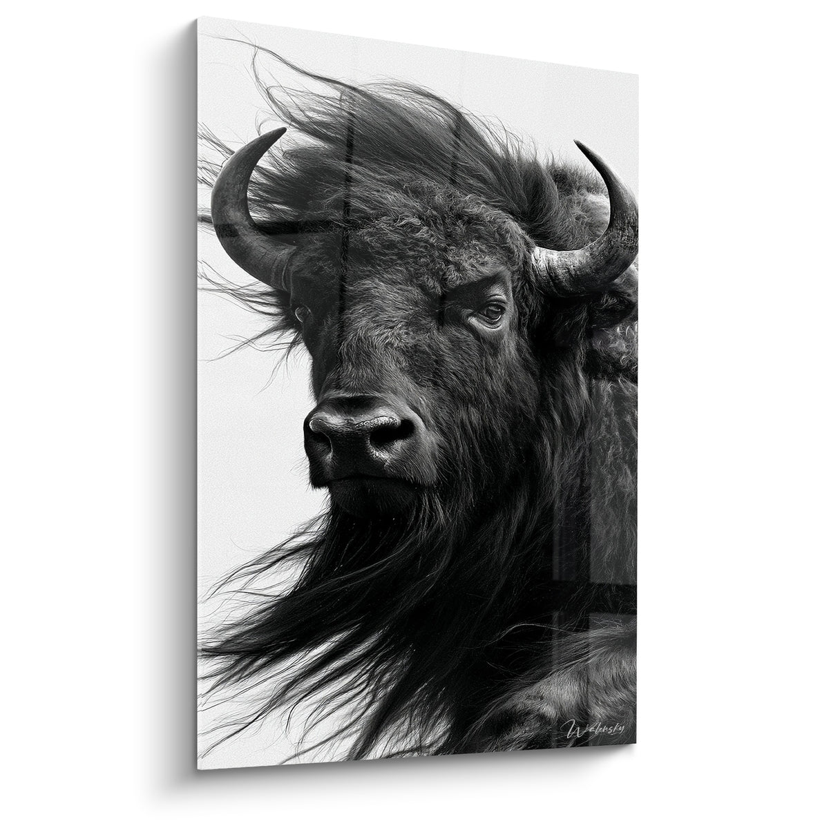 Buffle noir et blanc crinière soulevée par le vent, regard intense, cornes recourbées, museau détaillé