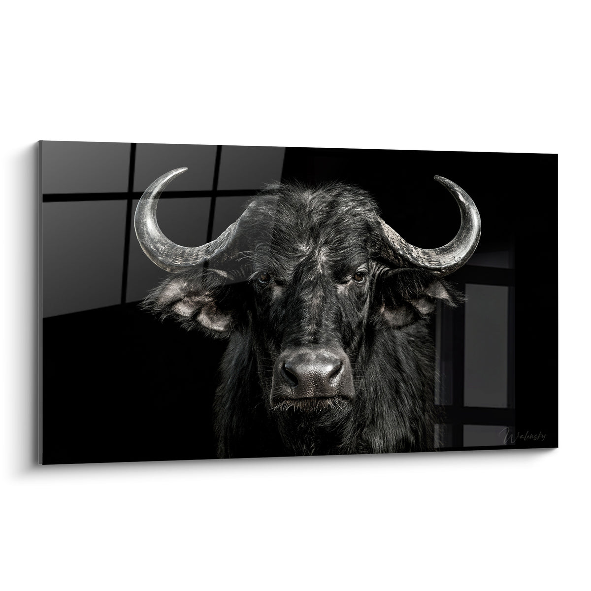 Buffle noir au regard fixe, cornes argentées recourbées sur fond noir intense