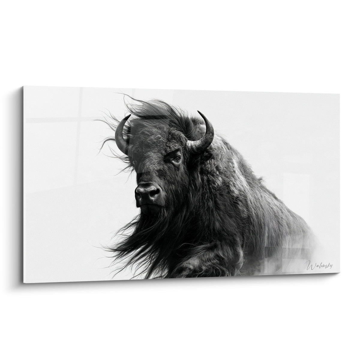 Buffle noir aux cornes recourbées, crinière soulevée, fond gris clair en dégradé doux