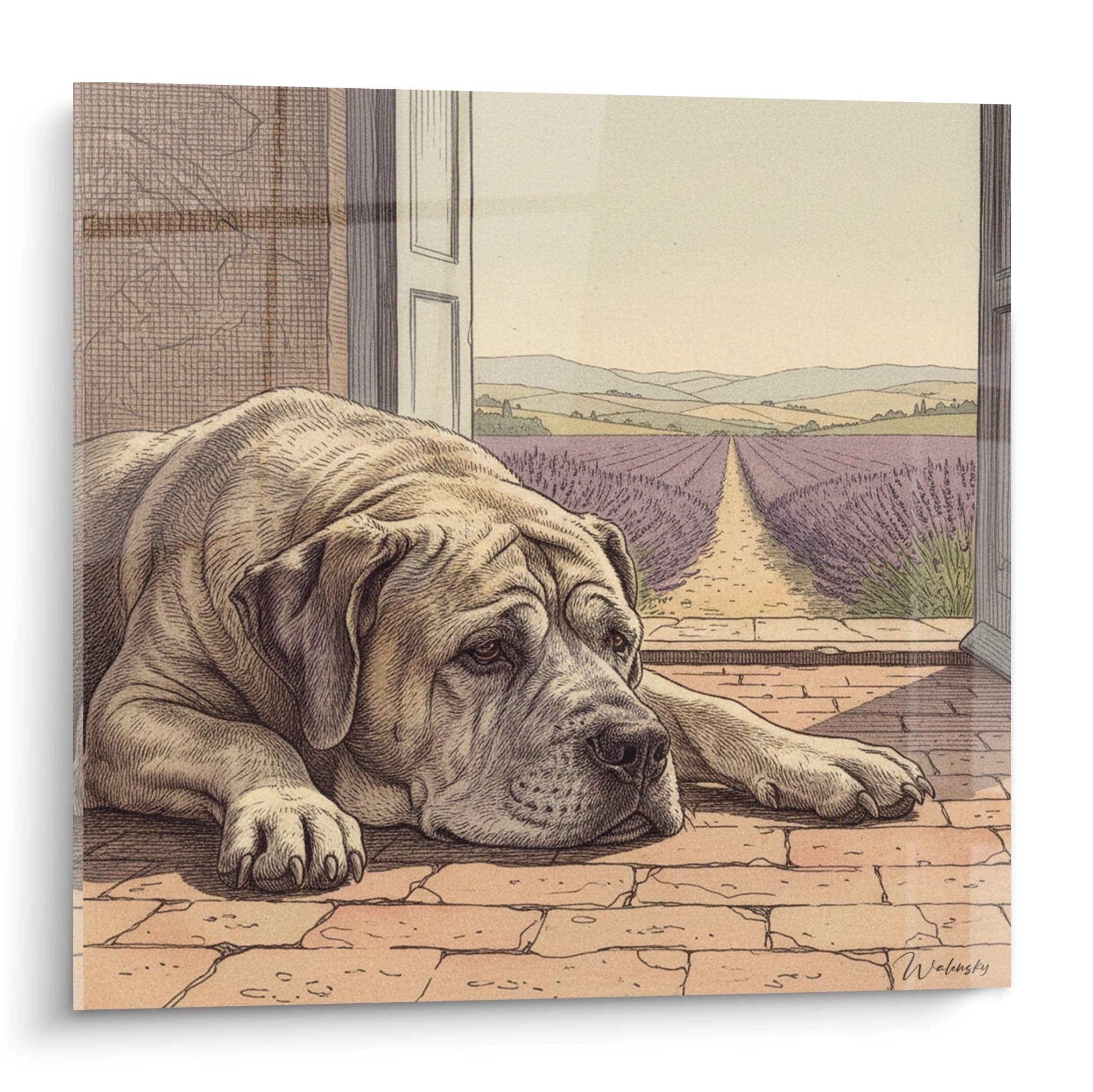 Tableau gravure Bullmastiff endormi sur carrelage avec vue champs lavande violet paysage provencal