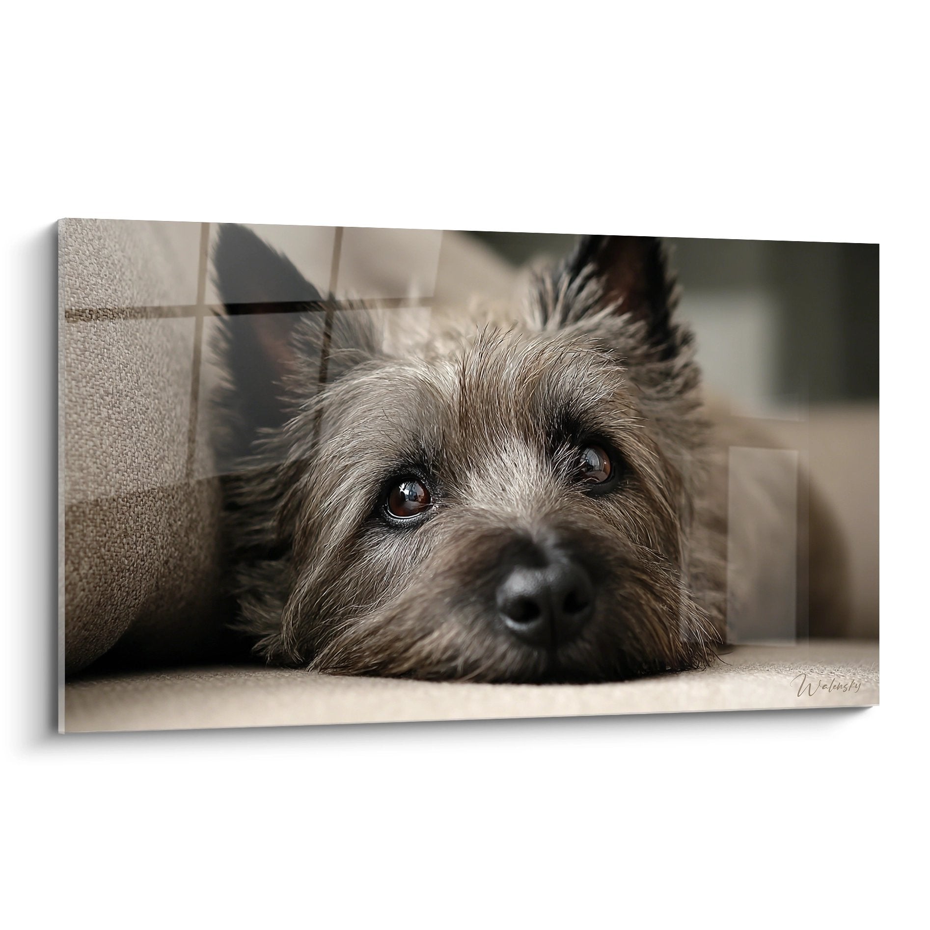 Portrait touchant Cairn Terrier regard melancolique yeux bruns pelage beige tableau emotion canine