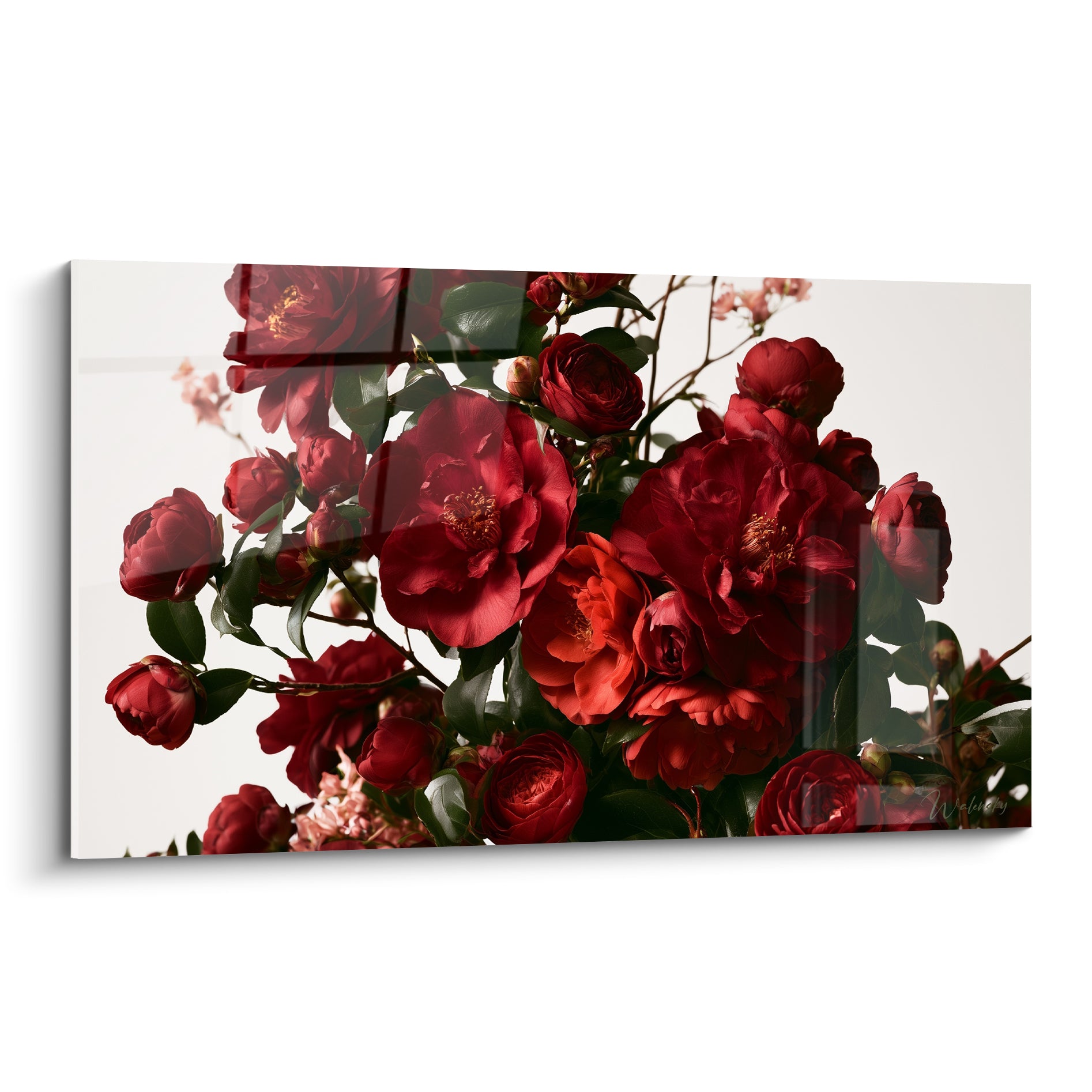 Camélias rouges et roses en bouquet dense, fond ivoire, pétales veloutés et cœurs dorés