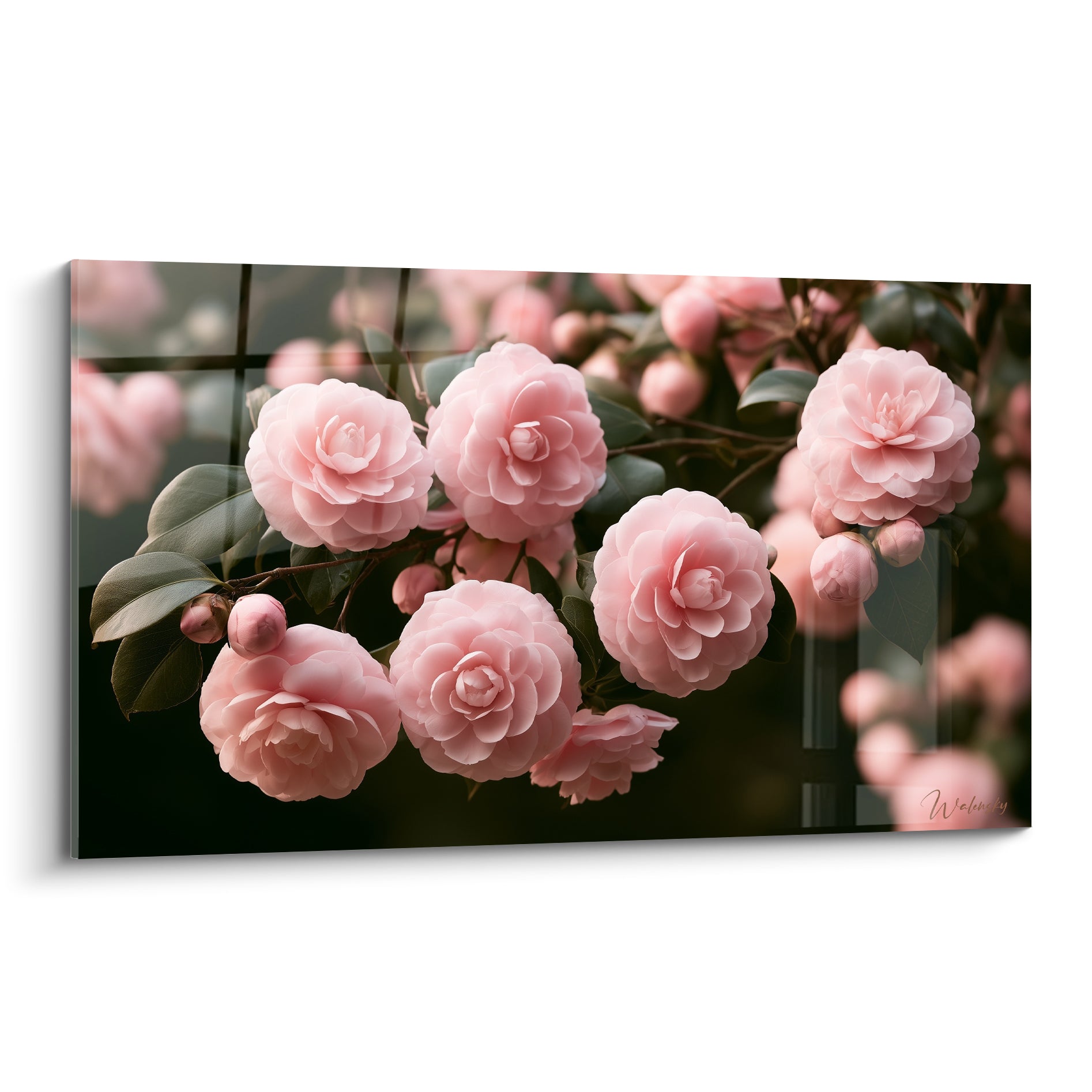 Camélias roses en grappe sur fond noir, pétales délicats et feuilles vert sombre en pleine lumière