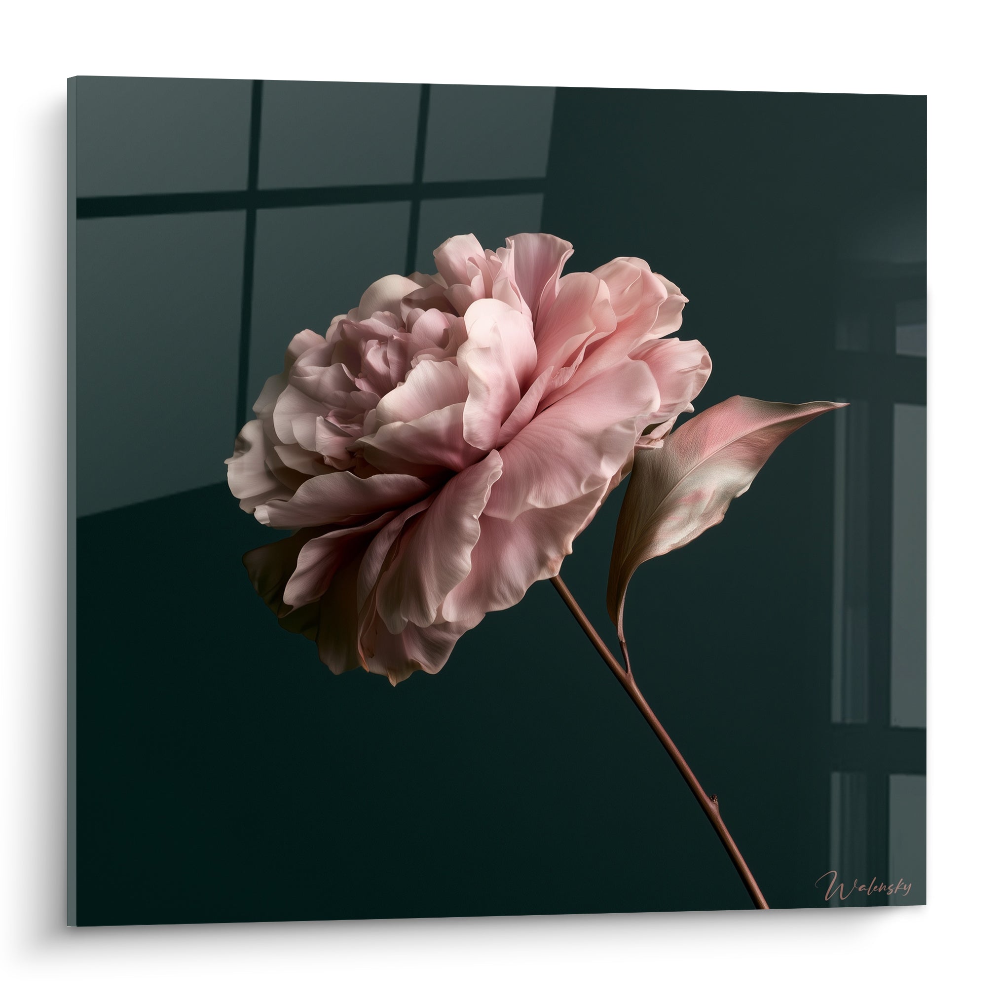 Camélia rose poudré aux pétales veloutés se déployant sur un fond vert anthracite profond et graphique