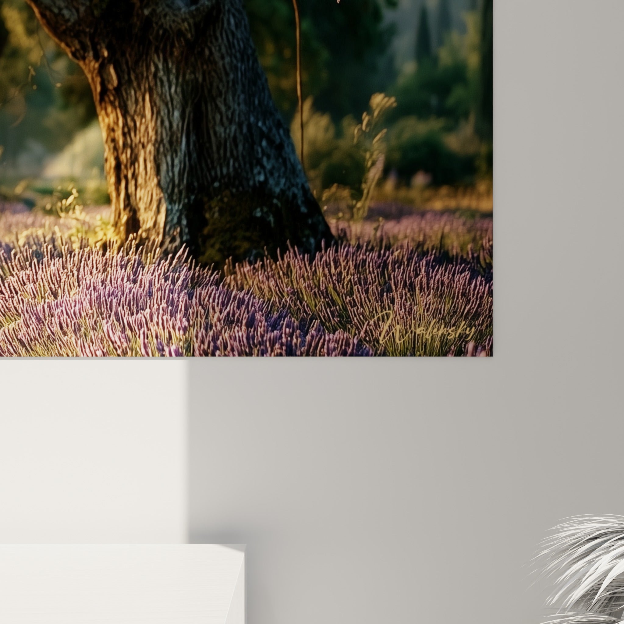 Détail des rangs de lavande violette et du tronc brun texturé sous une lumière dorée matinale