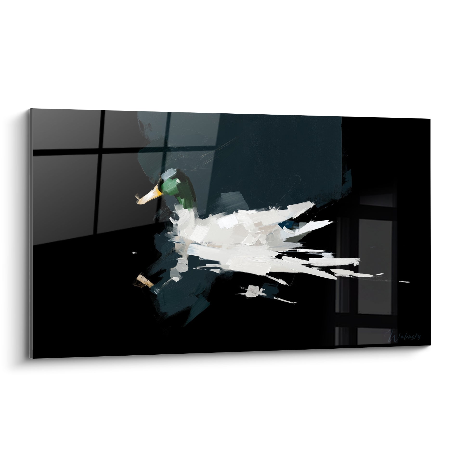 Canard blanc à tête verte émeraude nage sur fond noir profond aux reflets bleu marine