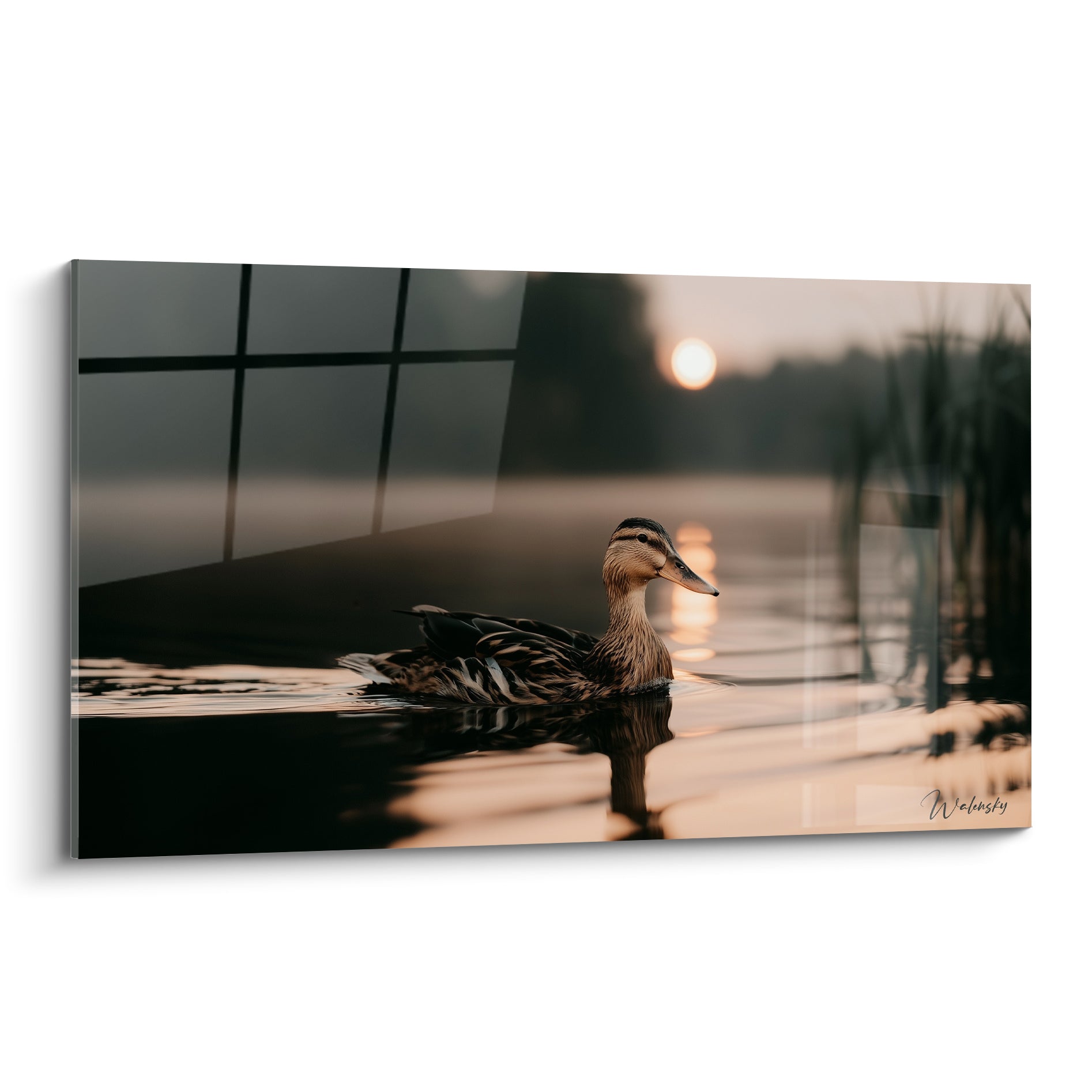Canard brun et ocre flottant sur une eau lisse baignée d'une lumière dorée matinale