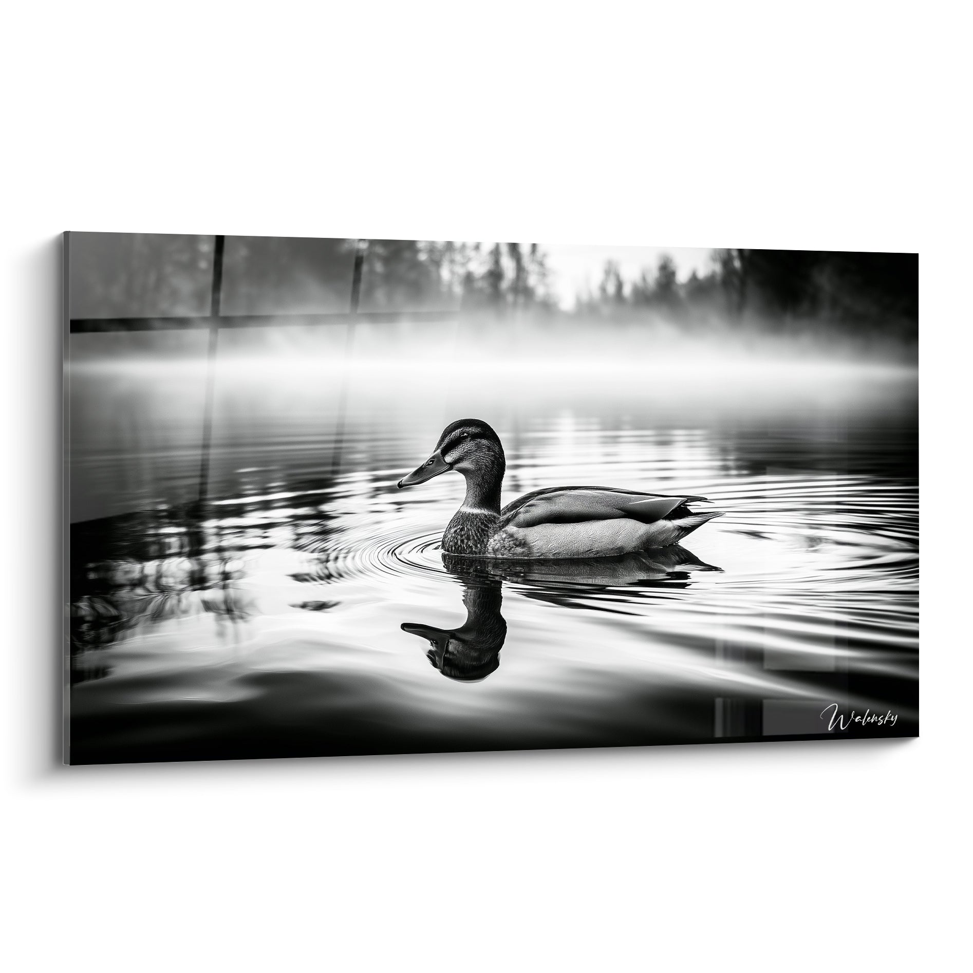 Canard gris et noir nageant sur eau sombre, brume blanche et reflets en arrière-plan