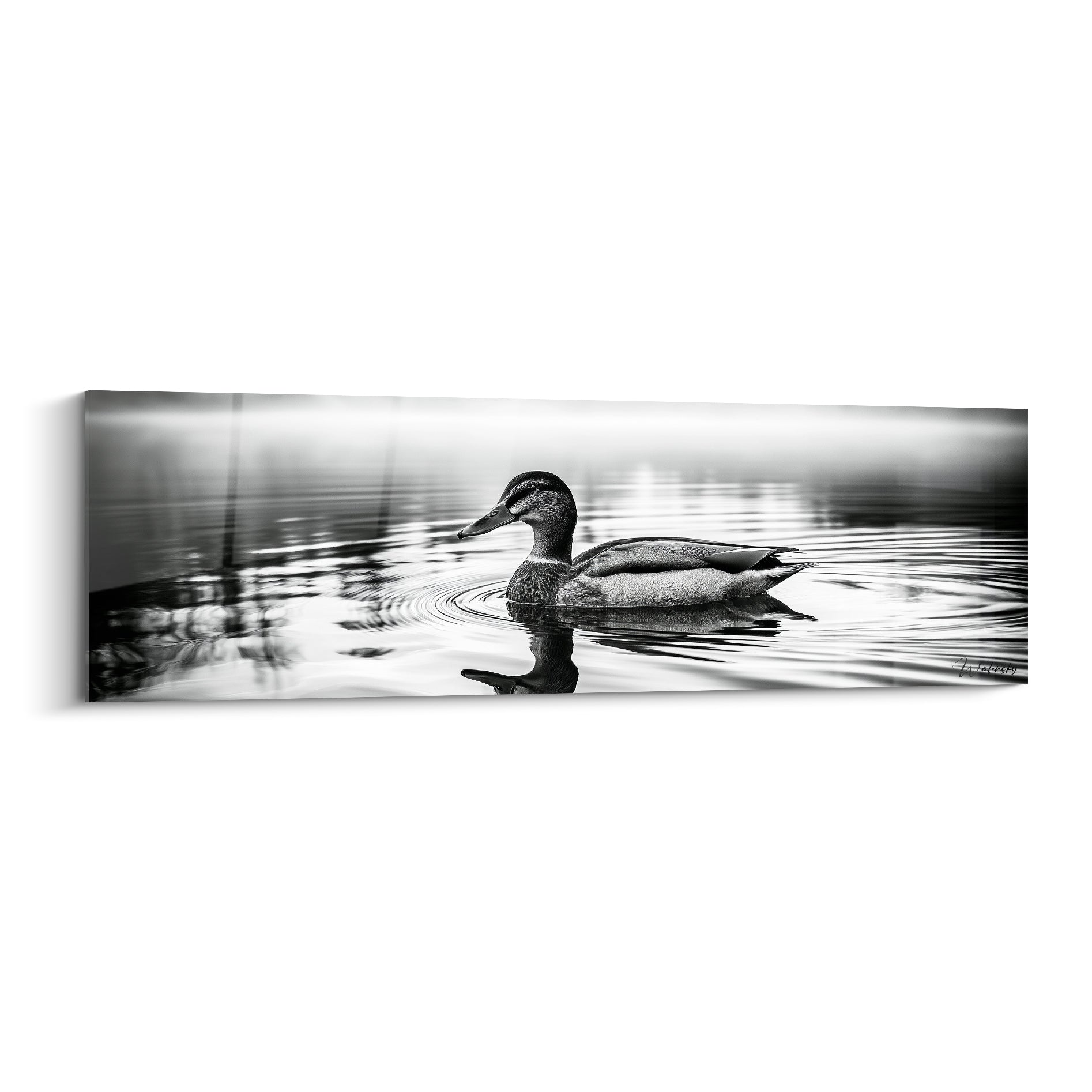 Canard gris et blanc glissant sur une eau calme, ondulations argentées, brume en arrière-plan