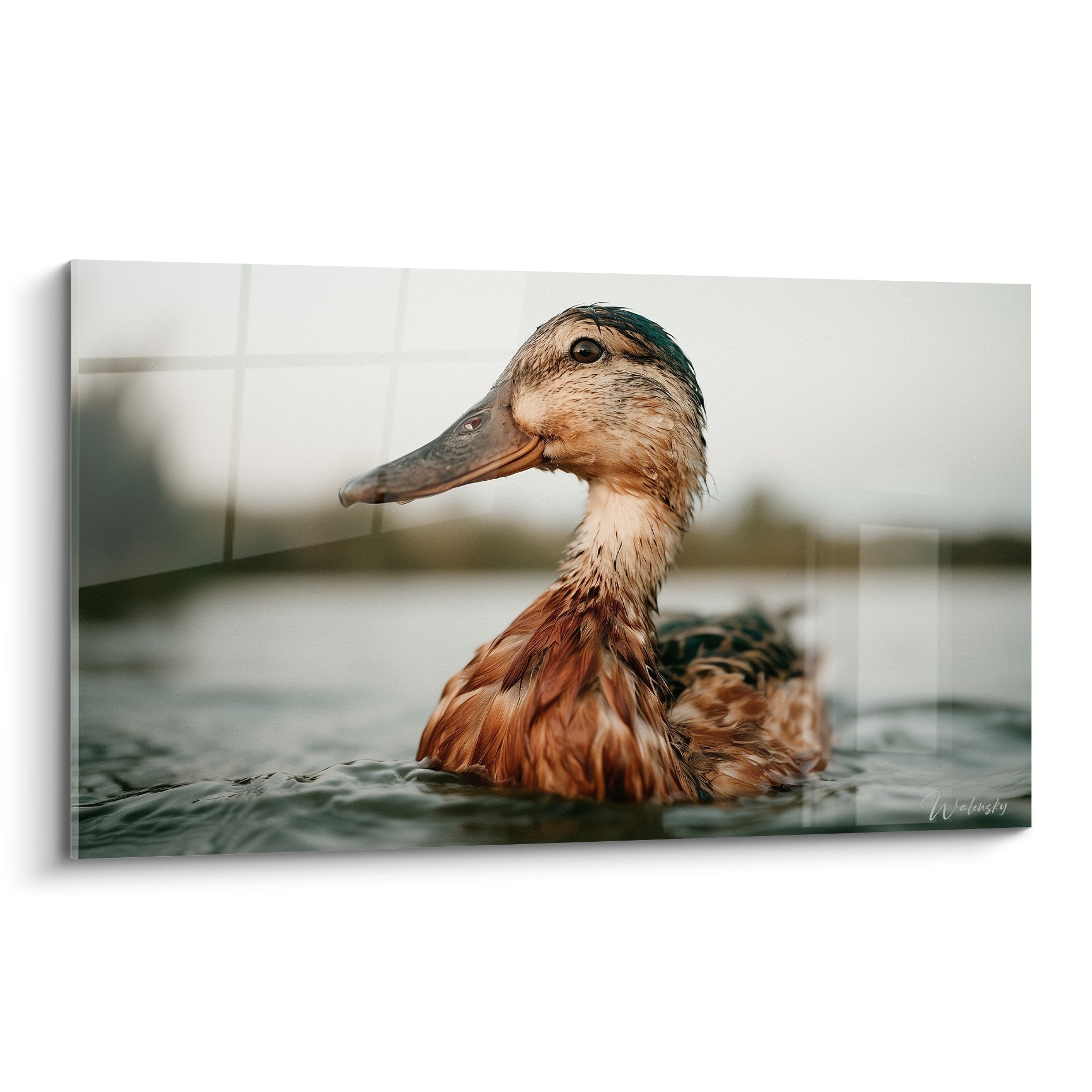 Canard roux au bec gris nage, plumage terracotta et reflets vert bouteille sur la tête