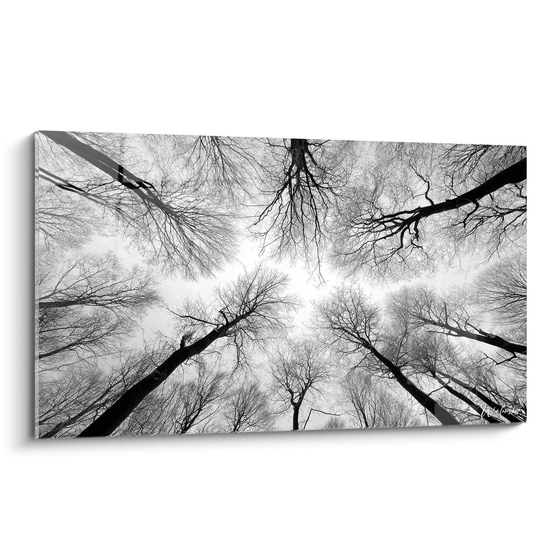 Tableau noir et blanc montrant une canopée d'arbres vue depuis le sol avec branches entremêlées