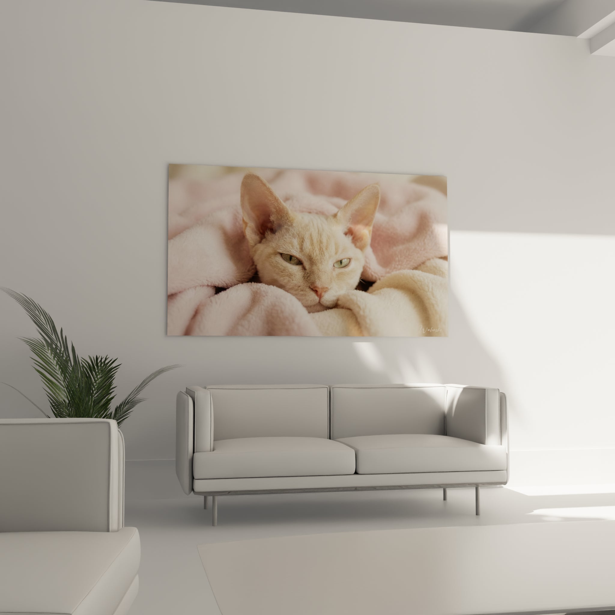 Museau rosé du Devon rex entouré de tissu crème et rose, au-dessus d'un canapé dans un salon lumineux
