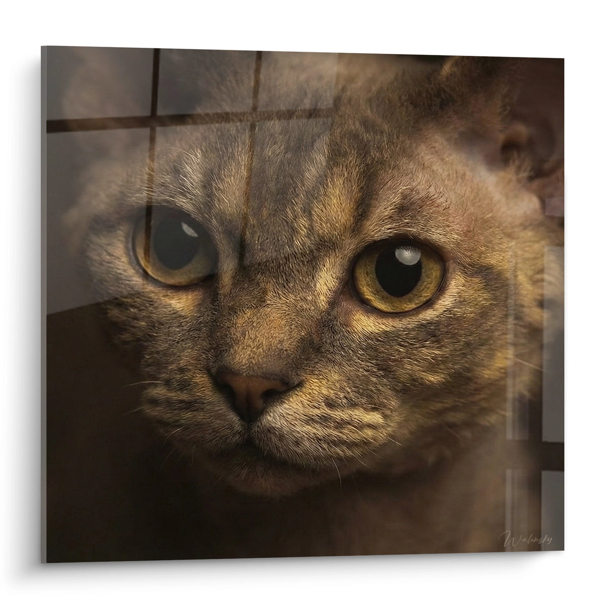 Chat Devon rex aux yeux ambrés et pelage fauve rayé, regard intense sur fond anthracite