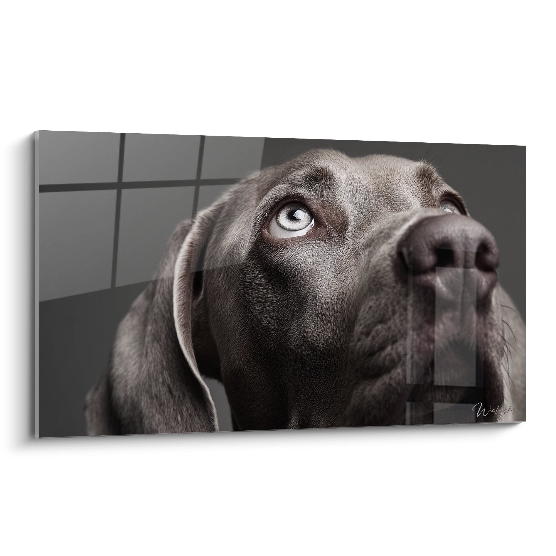 Portrait de chien weimaraner gris aux yeux bleus regardant vers le haut sur fond neutre