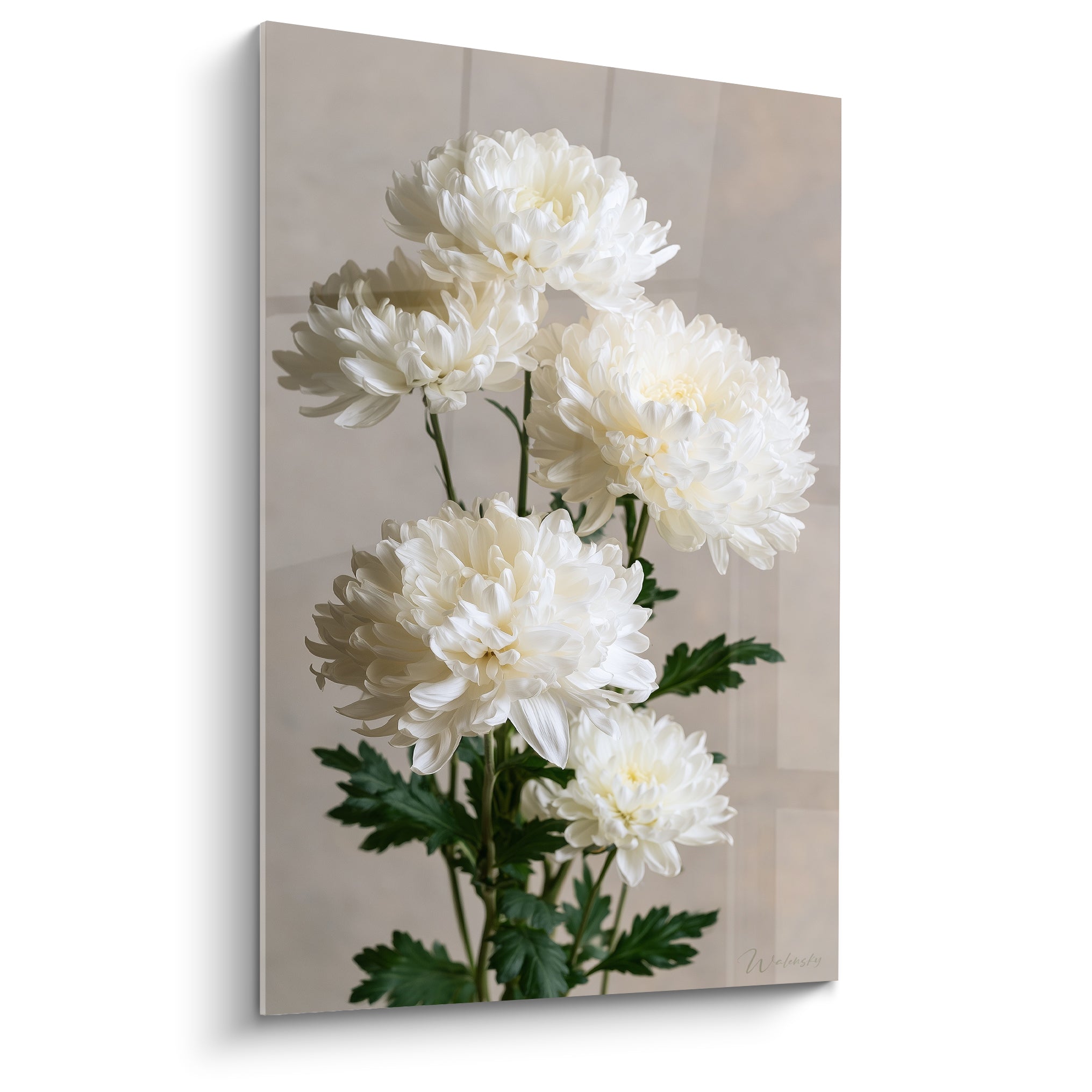 Chrysanthème blanc en grappe dense, pétales ivoire et feuilles vert foncé sur fond taupe