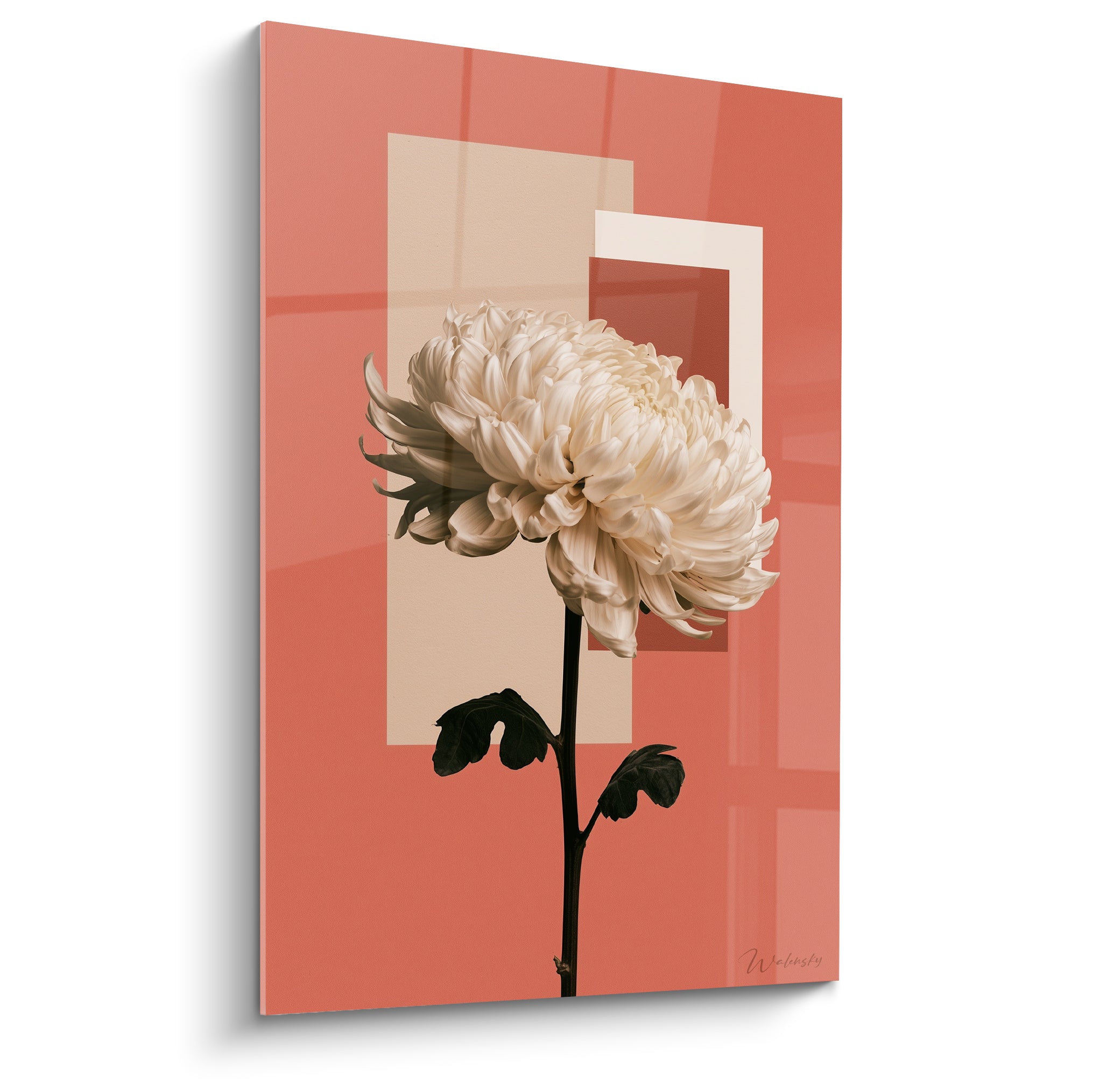 Chrysanthème blanc crème aux pétales soyeux sur fond terracotta et rectangles beiges
