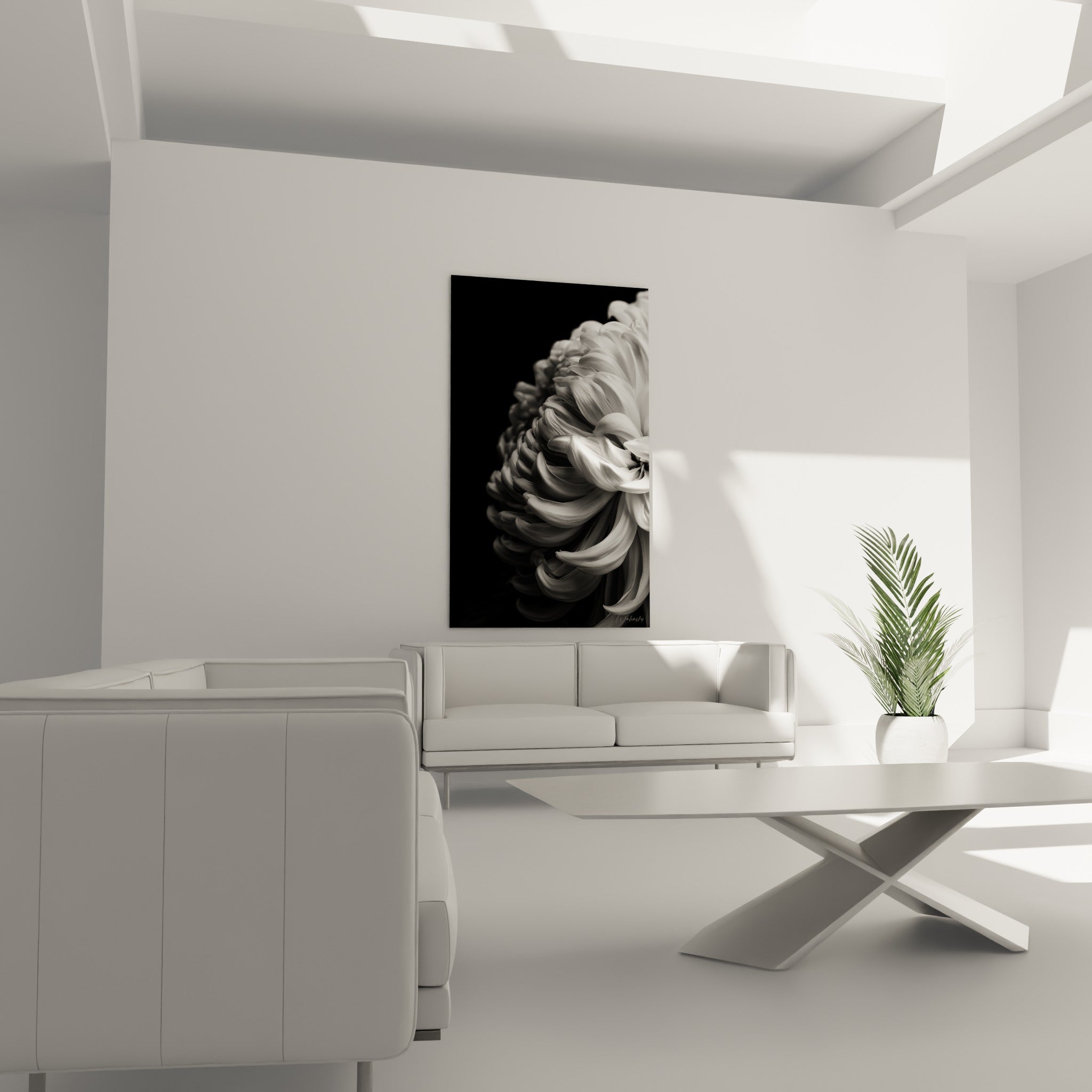 Courbes veloutées du Chrysanthème blanc contrastant avec le noir intense, au-dessus d'un canapé dans un salon lumineux