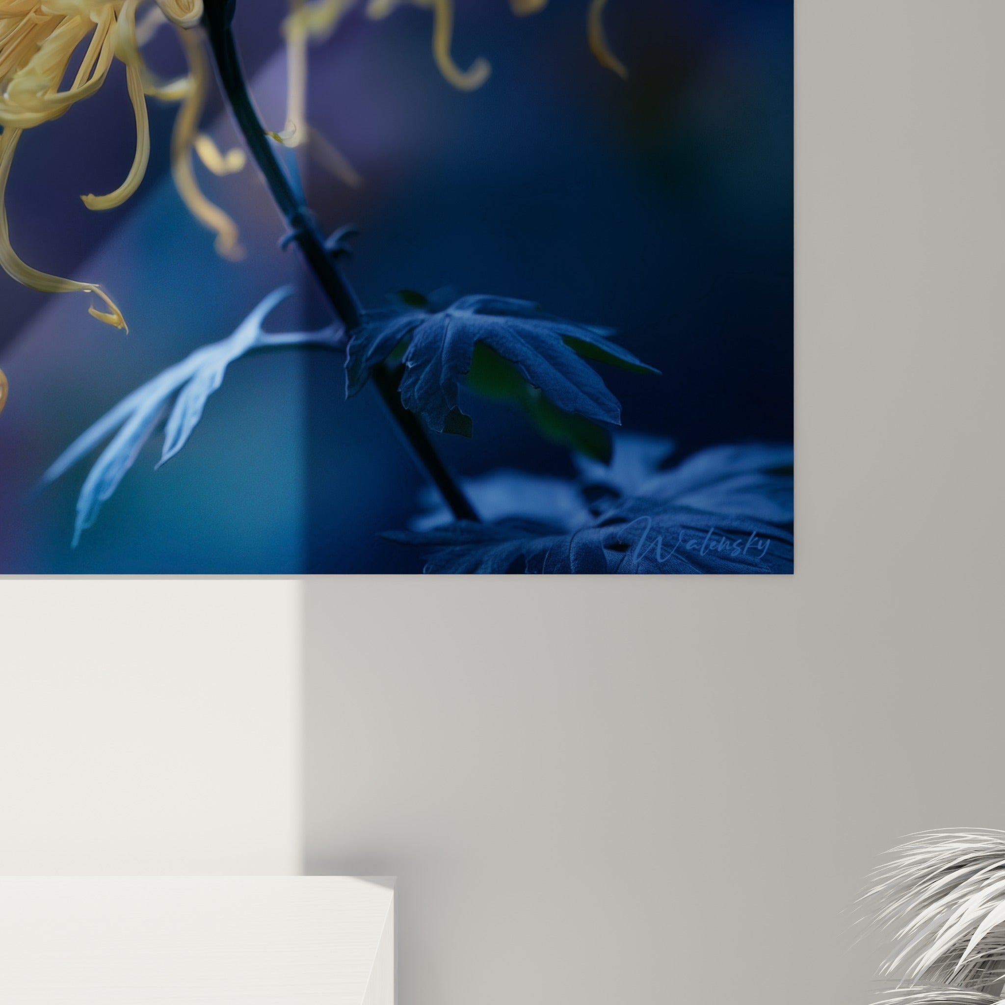 Détail des pétales jaune pâle du chrysanthème révélant la texture fine et les nuances bleu violacé en arrière-plan