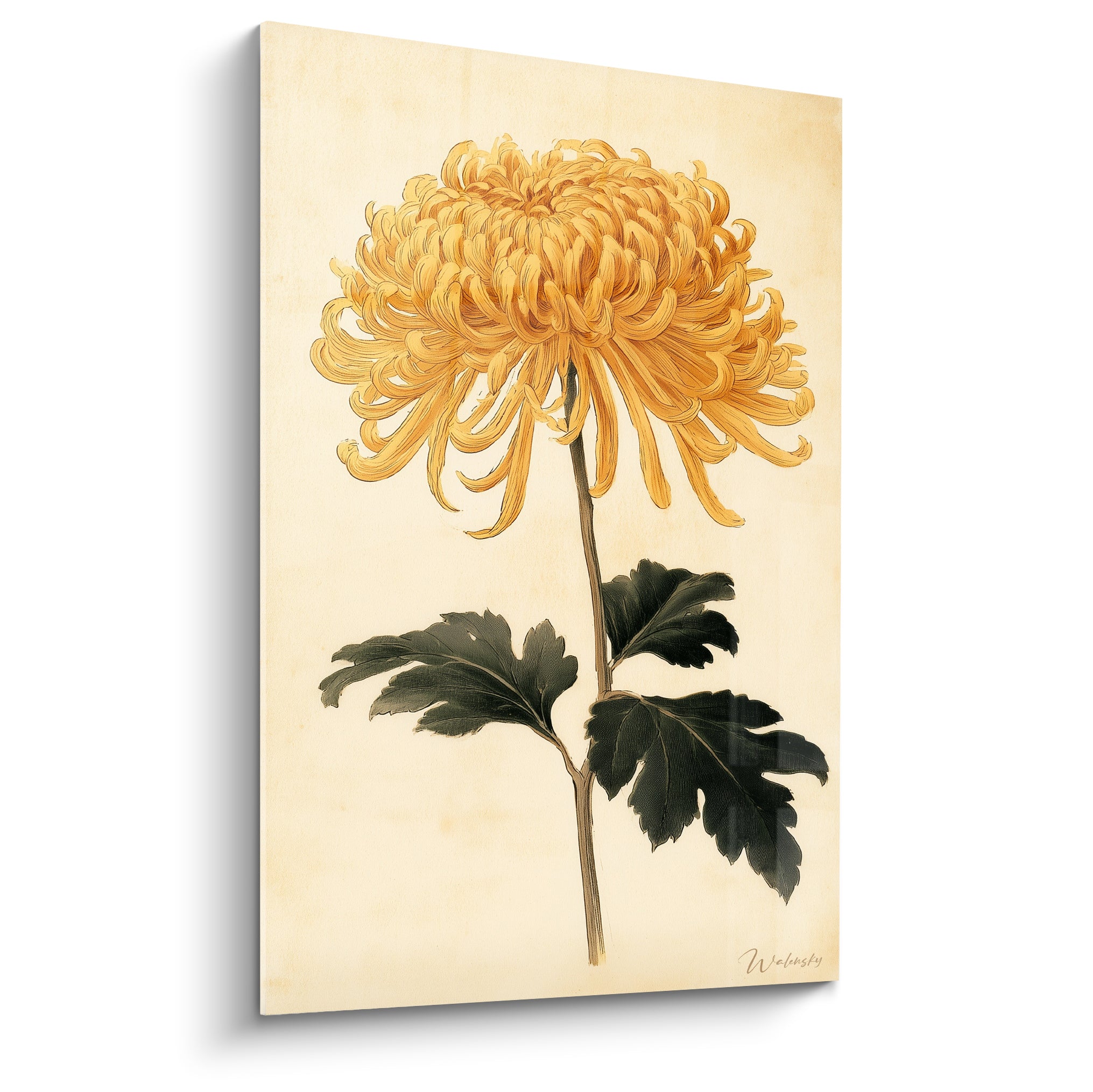 Chrysanthème doré aux pétales incurvés sur fond ivoire, style illustration botanique ancienne
