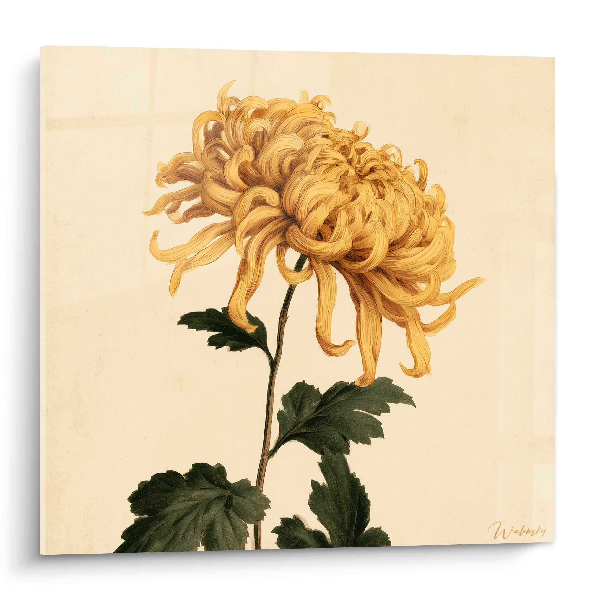 Chrysanthème doré aux pétales bouclés se déploie sur fond ivoire, tige verte et feuilles sombres