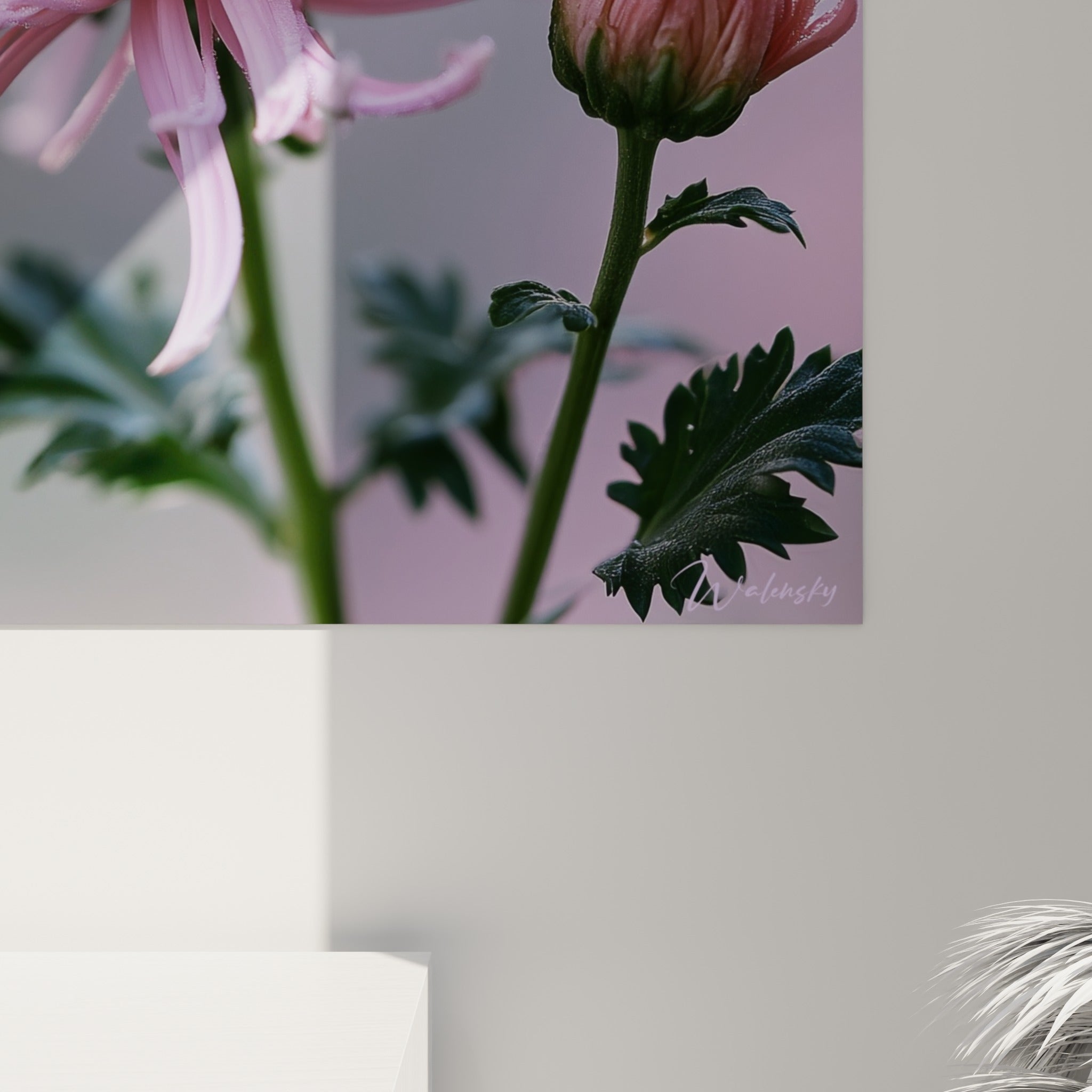 Gouttes de rosée scintillantes sur pétales rose pâle du chrysanthème, grain photographique fin et lumière douce