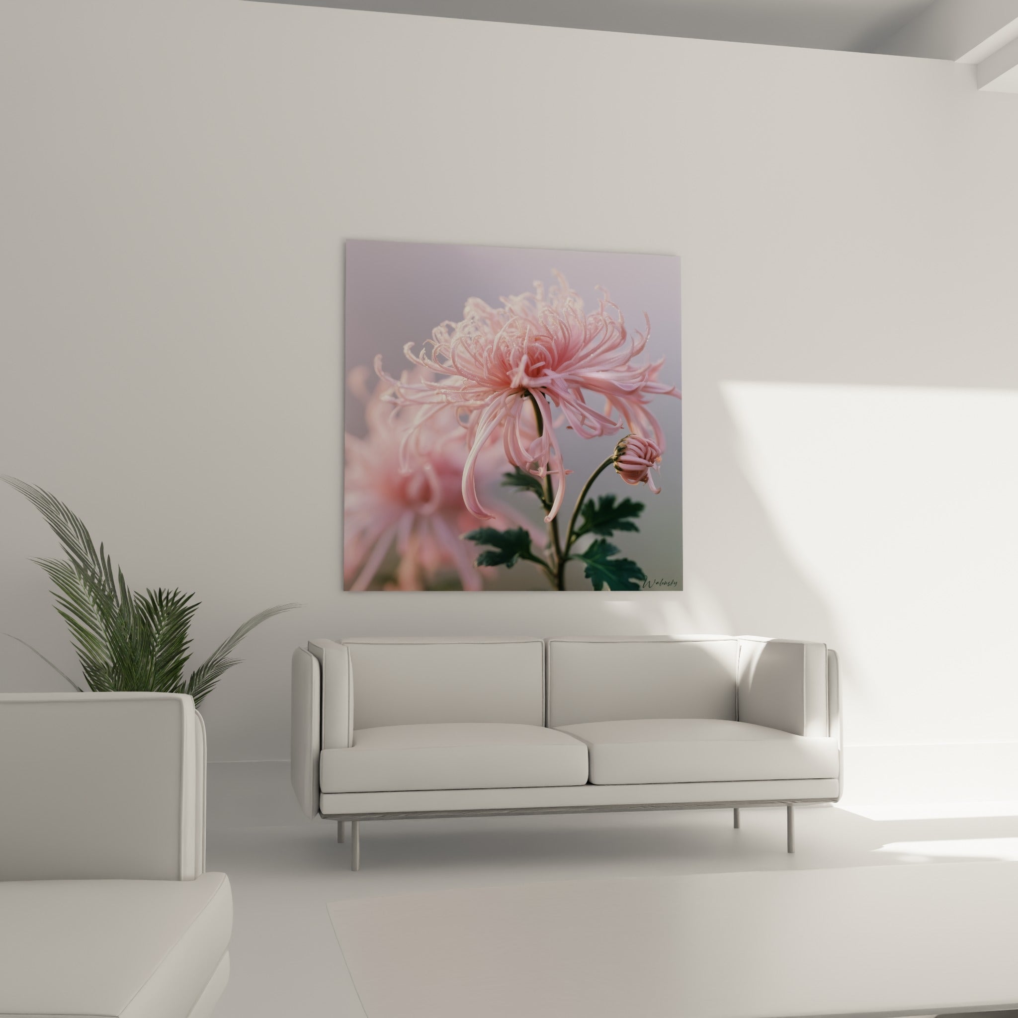 Chrysanthème délicat aux tons roses et gris-violet disposé au-dessus d'un canapé dans un salon lumineux