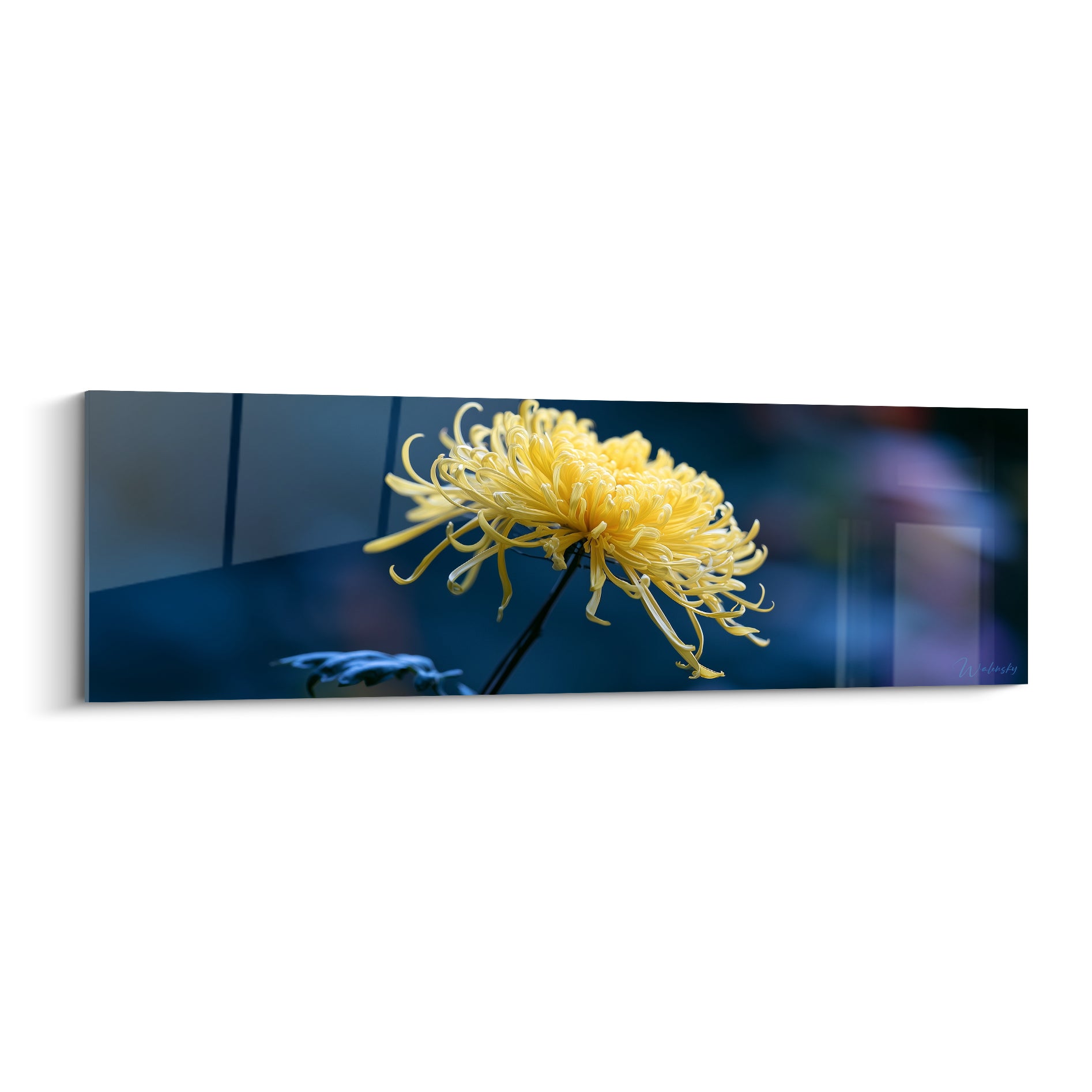 Chrysanthème jaune doré aux pétales effilés se détachant sur un fond bleu marine profond