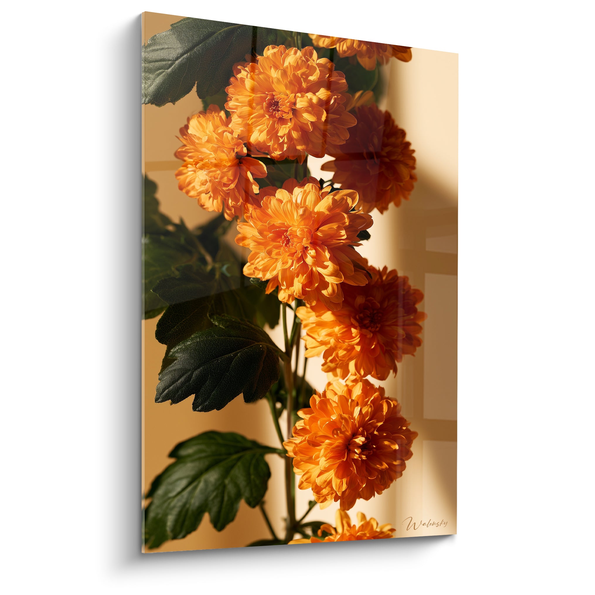 Chrysanthème orange aux pétales serrés sur fond ocre doré, feuilles vert foncé en contrebas