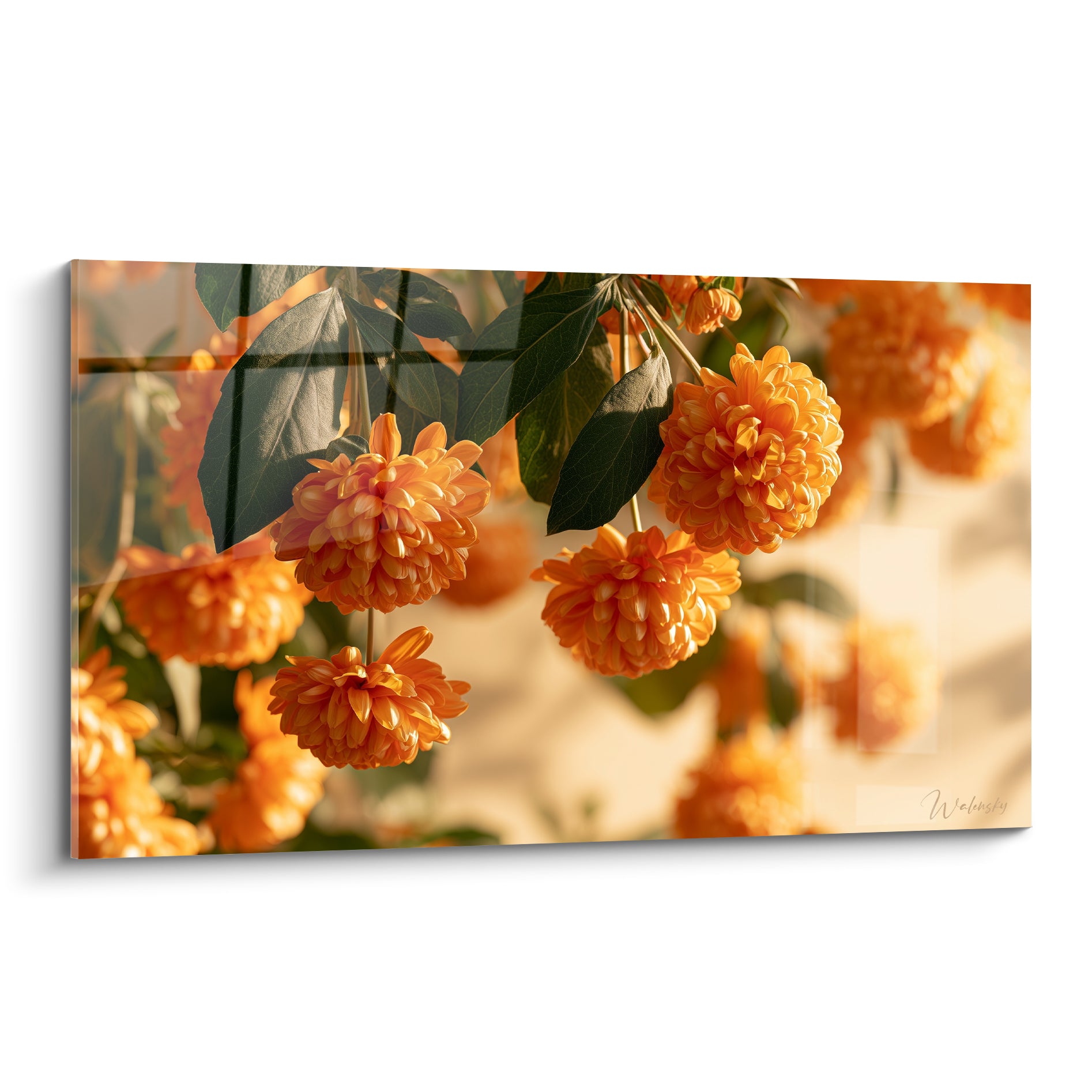 Chrysanthèmes orange en grappes, feuilles vert profond, lumière dorée sur fond flou beige