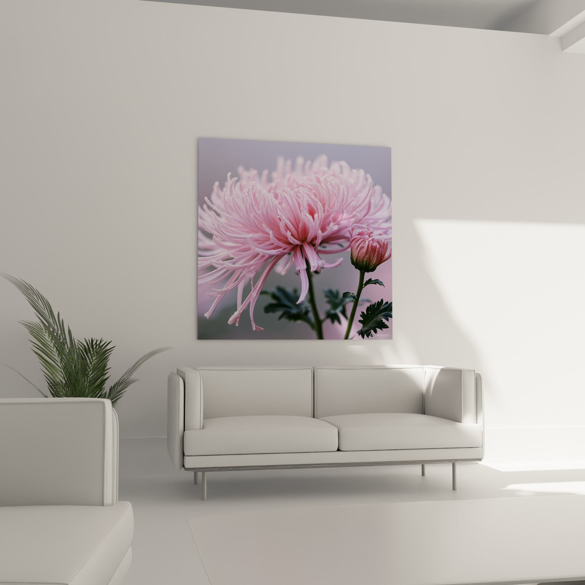 Pétales roses fins et duveteux du chrysanthème installés au-dessus d'un canapé dans un salon lumineux