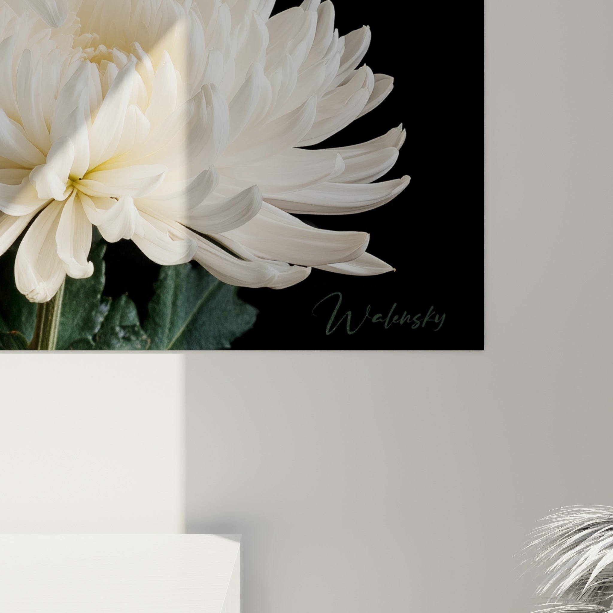 Pétales effilés blanc nacré du chrysanthème révélant leur grain soyeux contre le fond anthracite profond