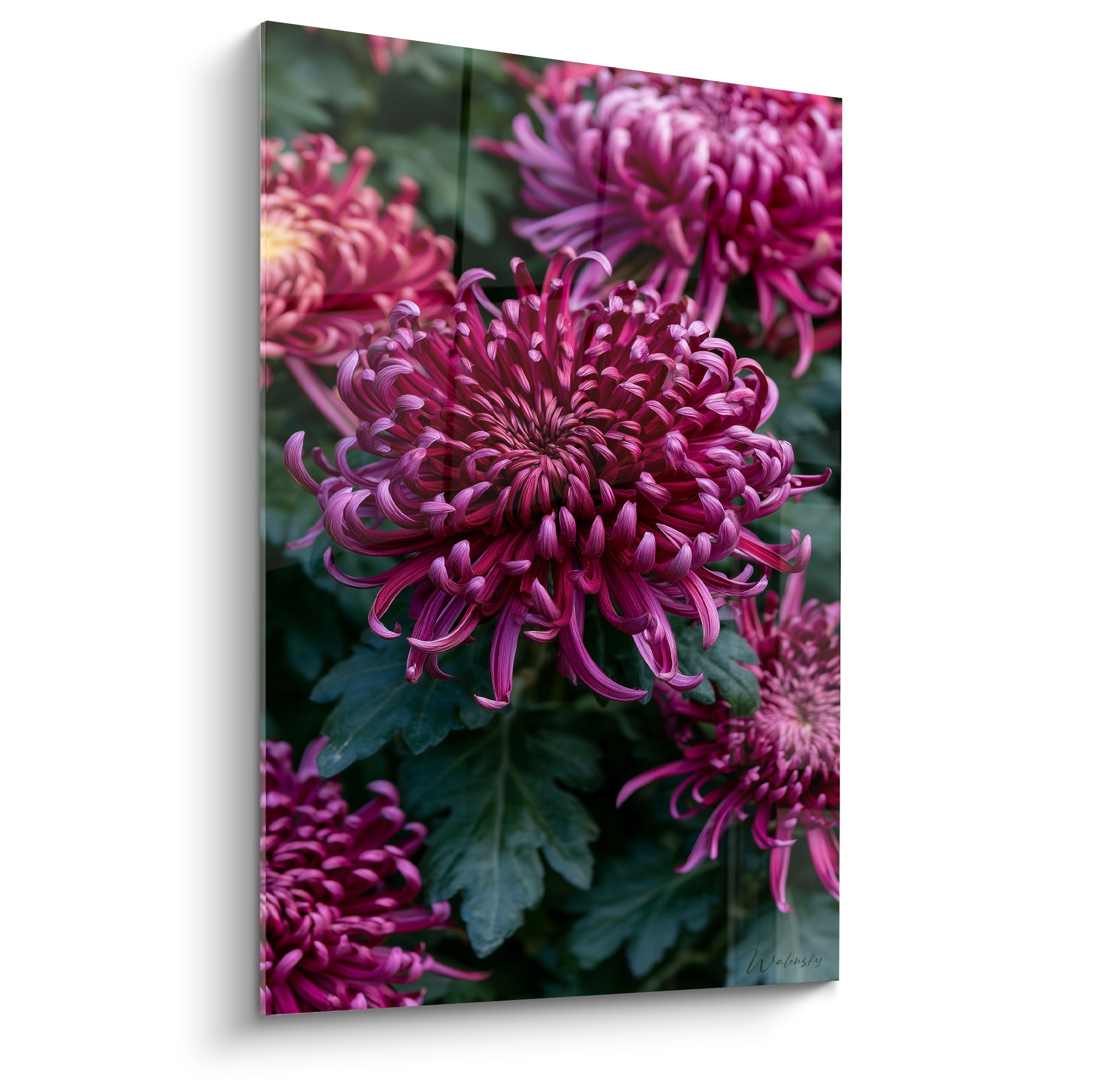 Chrysanthème pourpre aux pétales enroulés se déployant sur un feuillage vert sombre en pleine lumière