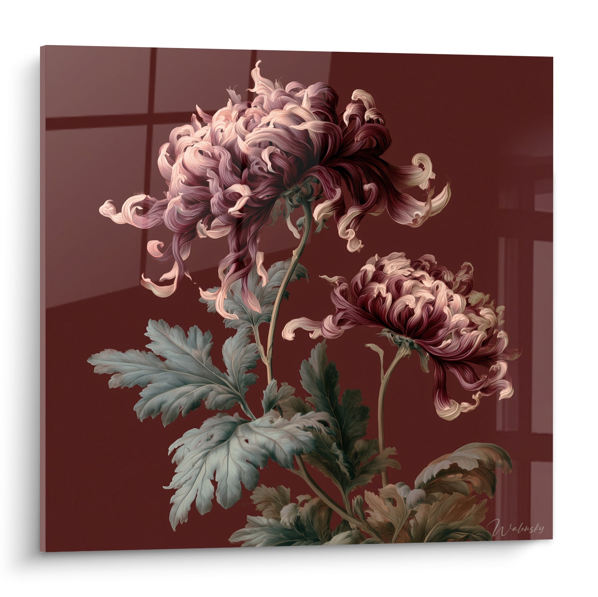 Chrysanthème aux pétales roses et bordeaux bouclés se déployant sur fond sombre veiné