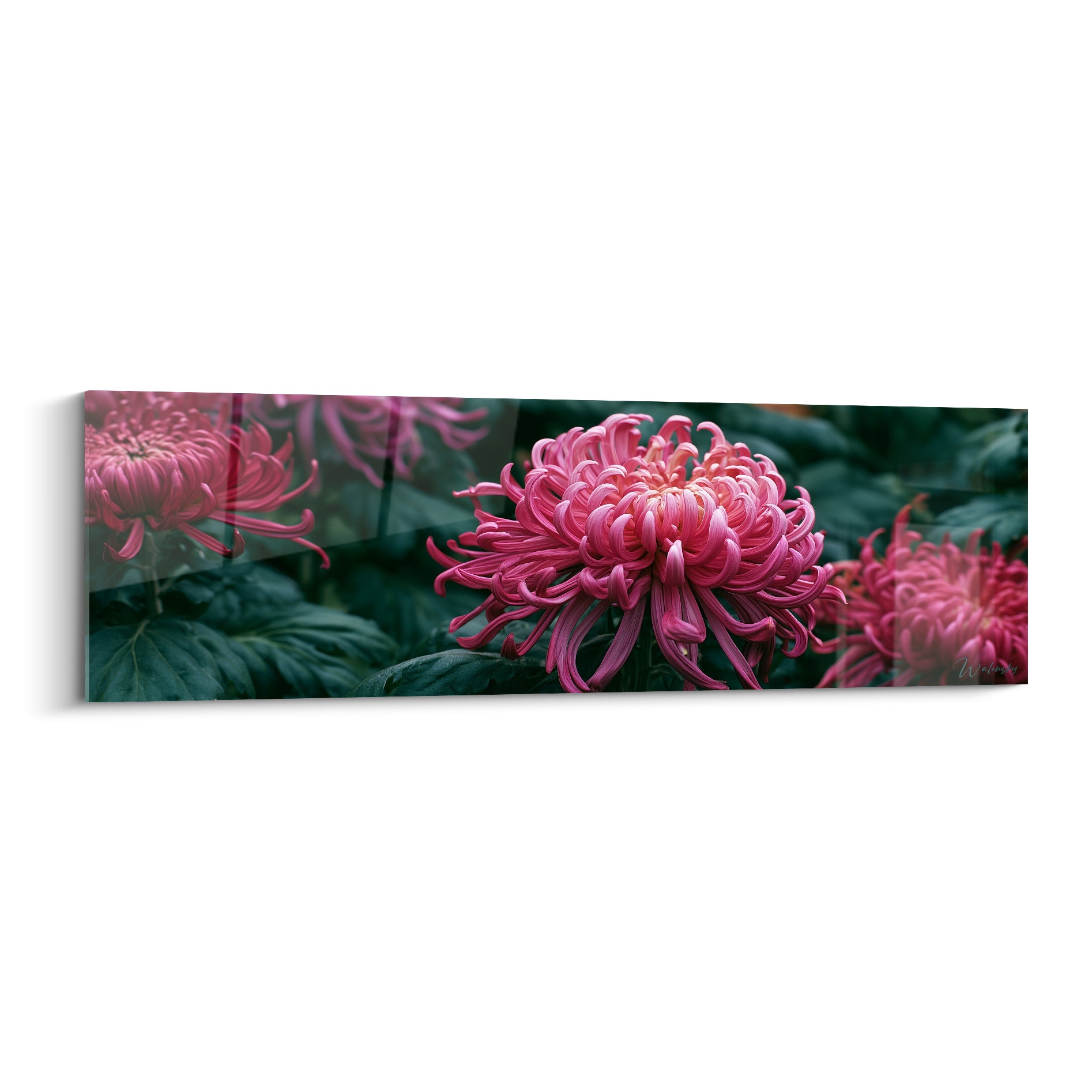 Chrysanthème rose fuchsia aux pétales recourbés sur fond vert profond, style botanique raffiné