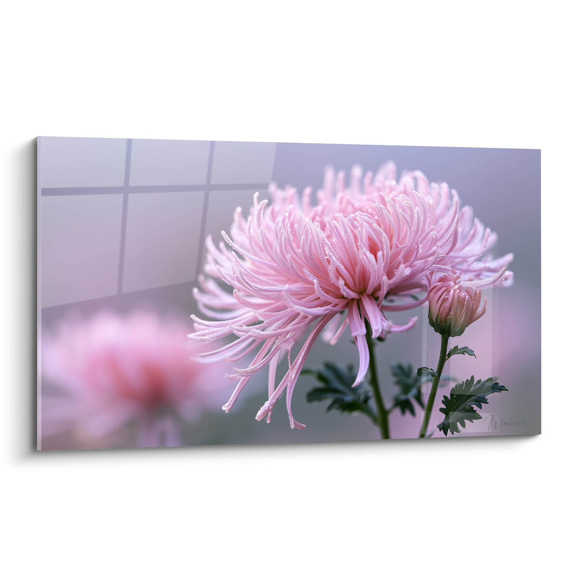 Chrysanthème rose aux pétales effilés se déployant sur un fond mauve flou et brumeux