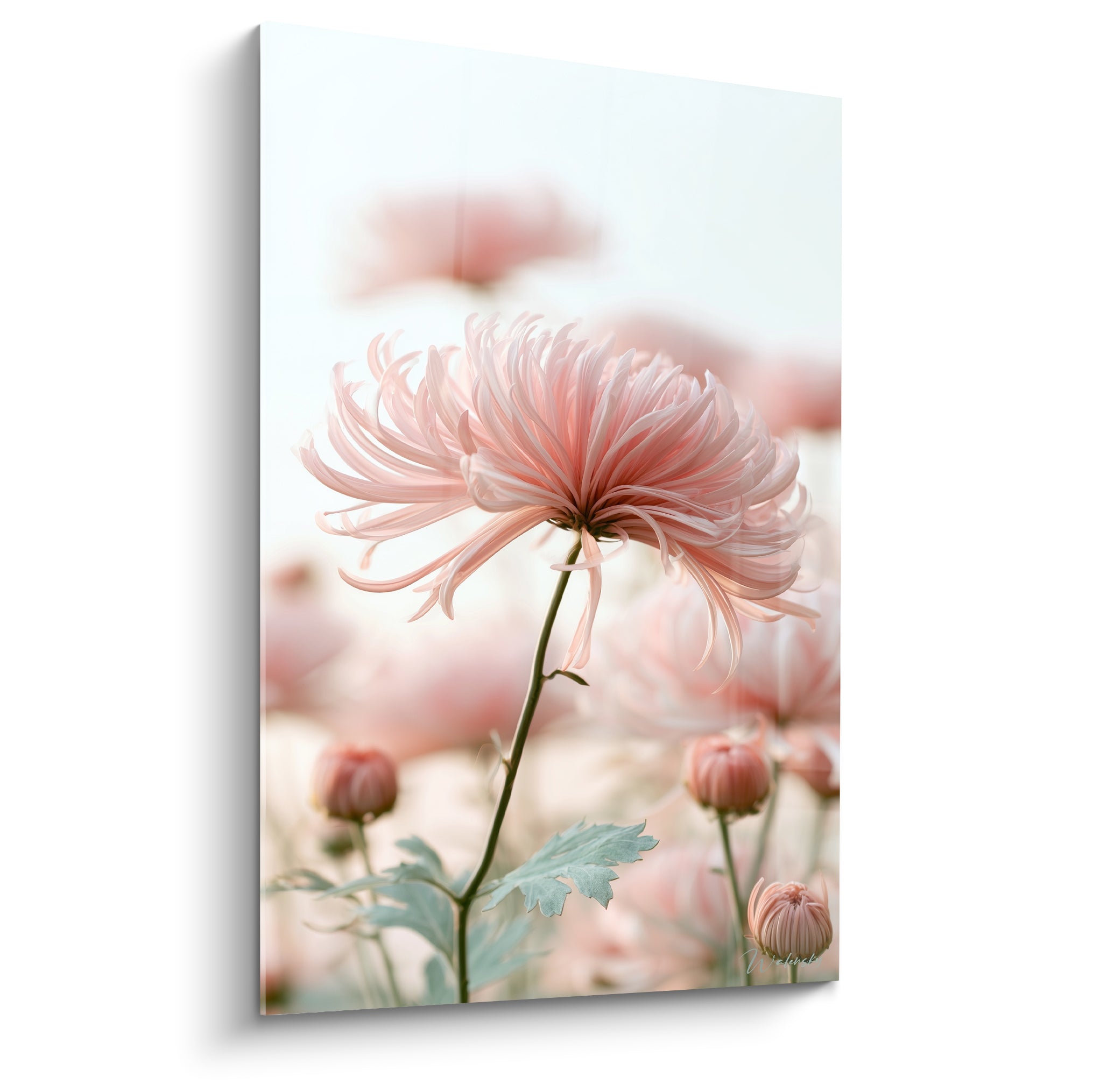 Chrysanthème rose poudré aux pétales effilés se détachant sur un fond blanc et rose flouté