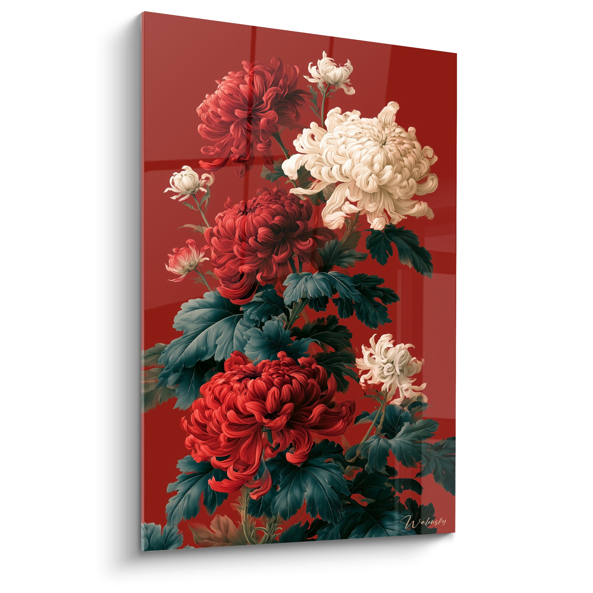 Chrysanthème rouge et blanc crème aux pétales frisés sur fond bordeaux profond et intense