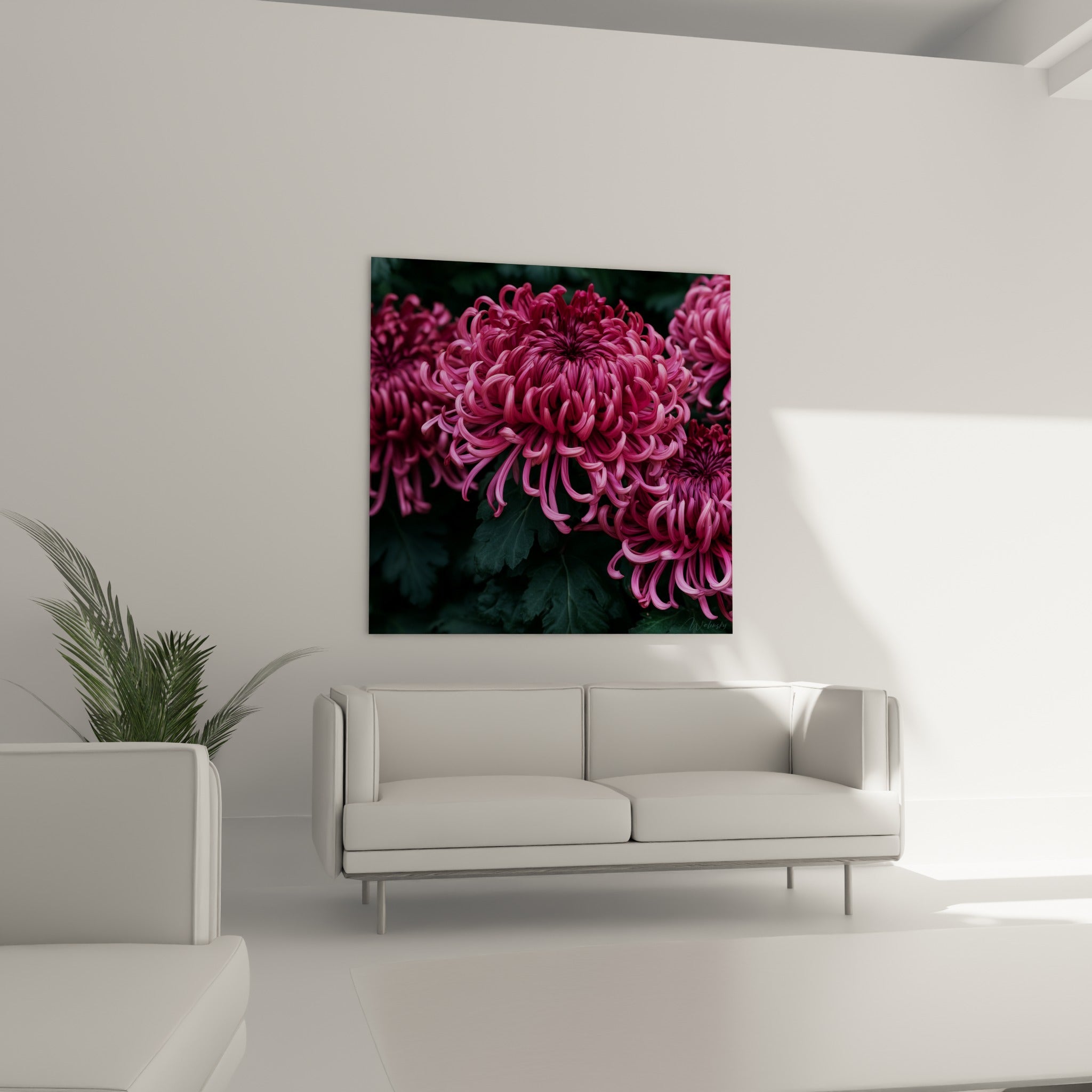 Fleur de chrysanthème rose et pourpre déployée, feuillage vert foncé, au-dessus d'un canapé dans un salon lumineux