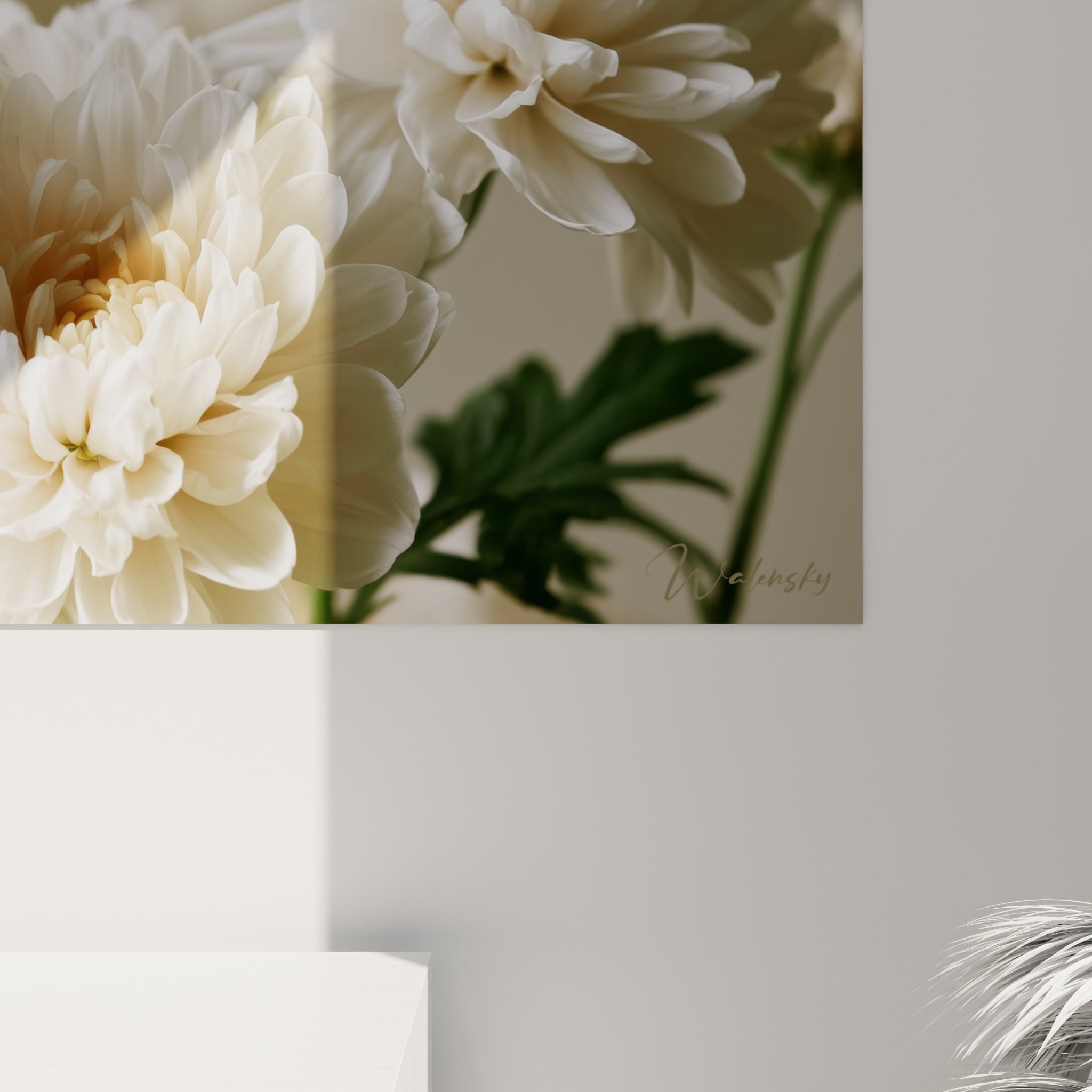 Pétales de chrysanthème blanc et beige crème révélant leur texture veloutée en gros plan