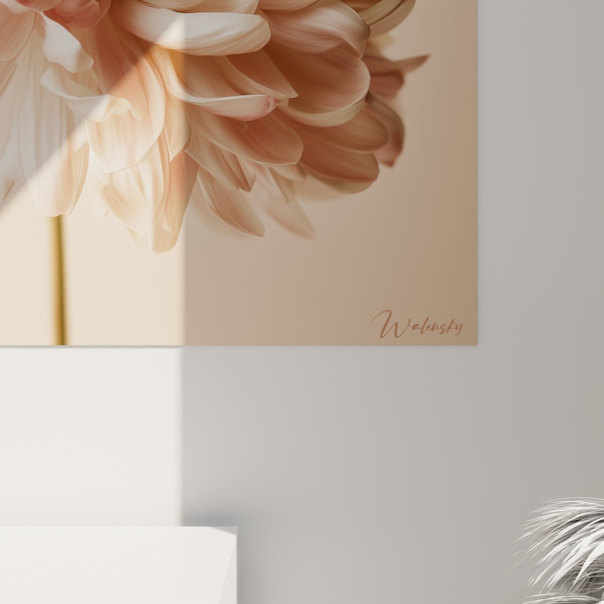 Texture soyeuse des pétales chrysanthème rose poudré et blanc, grain fin et ombres douces visibles de près