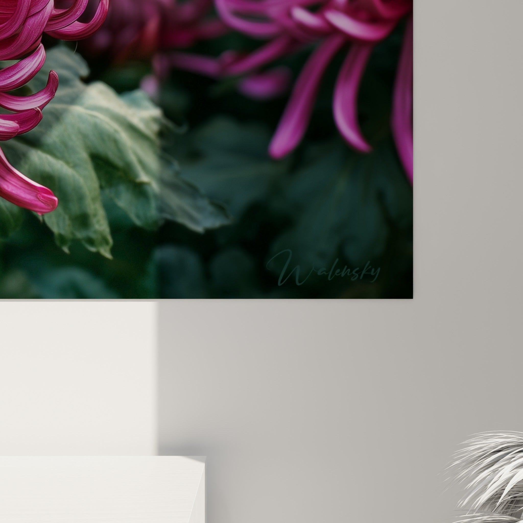 Grain et matière du chrysanthème rose fuchsia visibles de près, textures des pétales et flou vert en fond