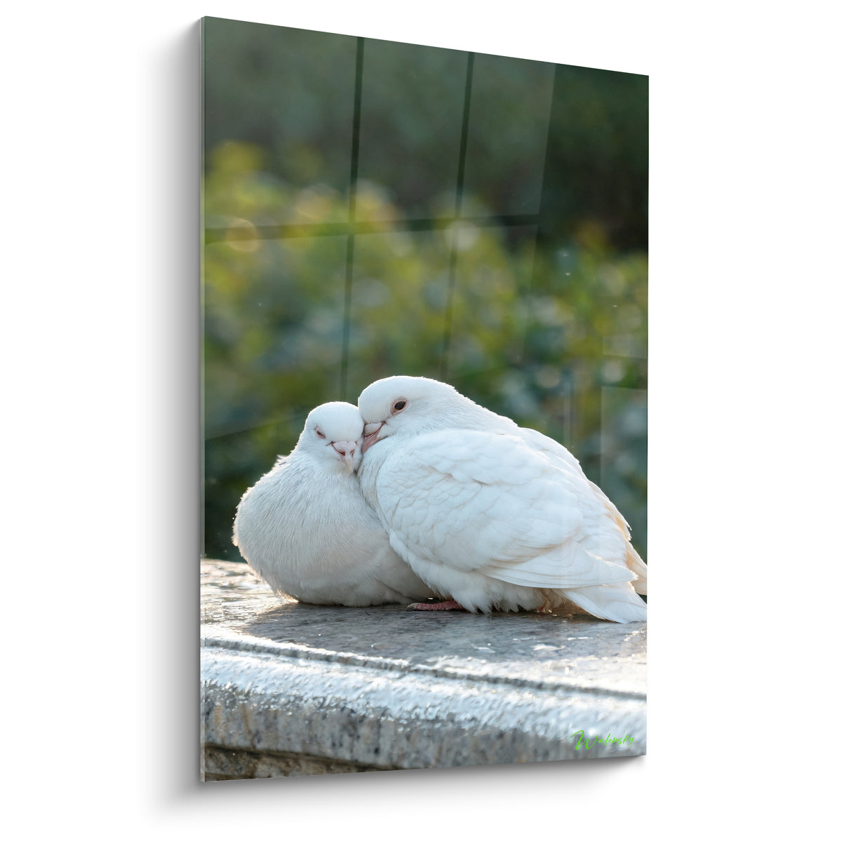 Colombes blanches enlacées, plumage crème, fond vert flou et pierre grise en gros plan