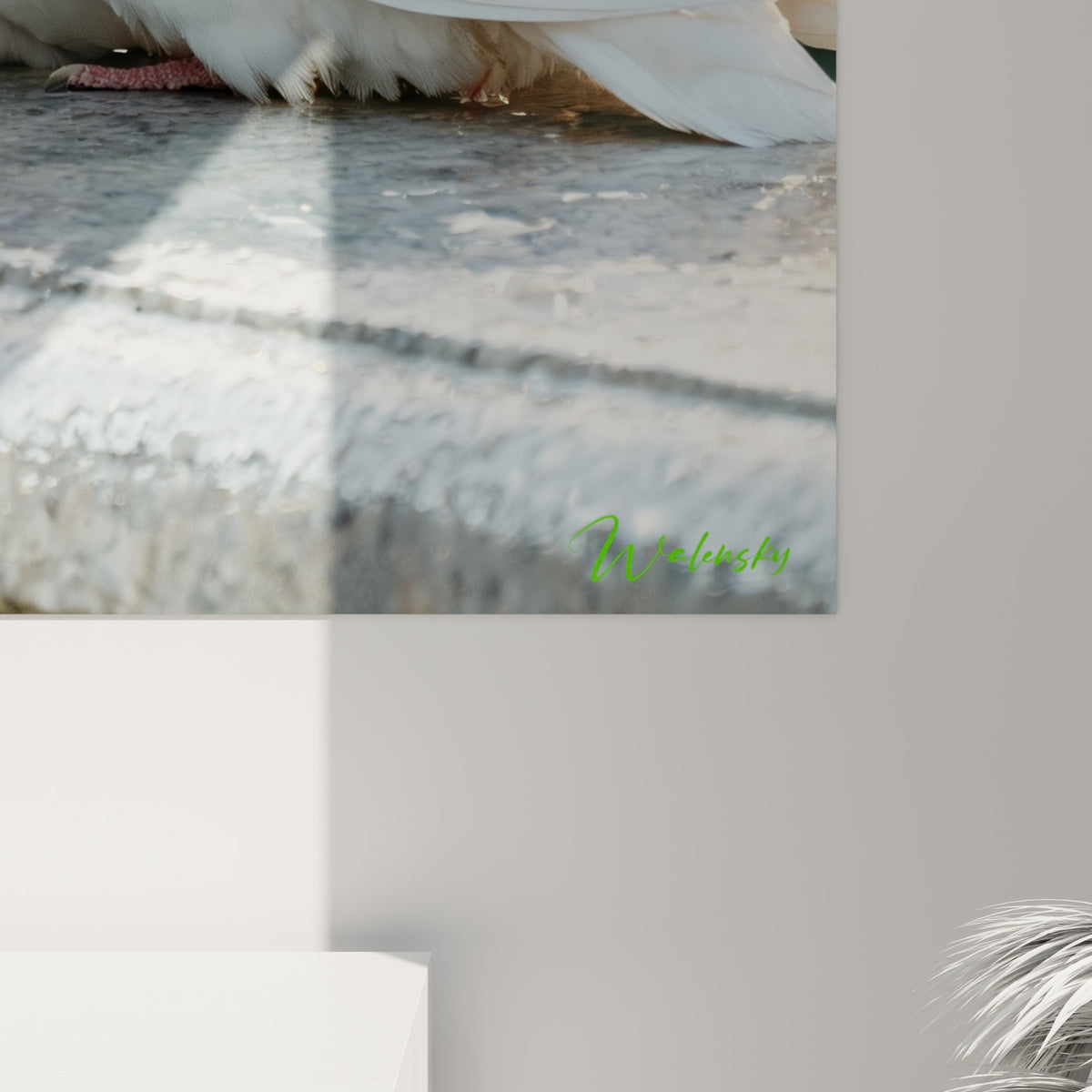 Plumage blanc et beige des colombes vu de près, grain de l'impression et lumière rasante sur la pierre
