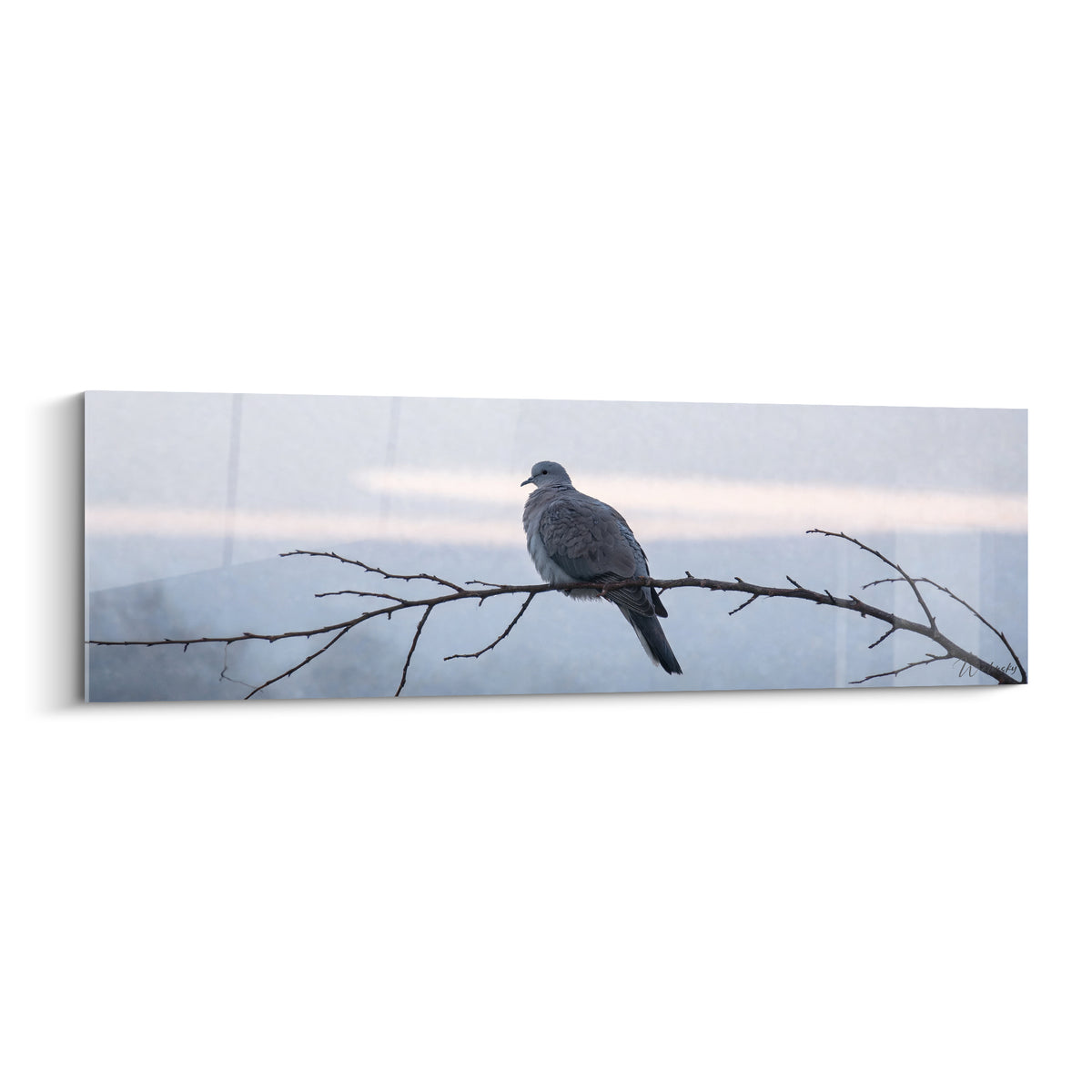 Colombe grise posée sur une branche brune, plumage doux, fond flou bleu pastel et rose