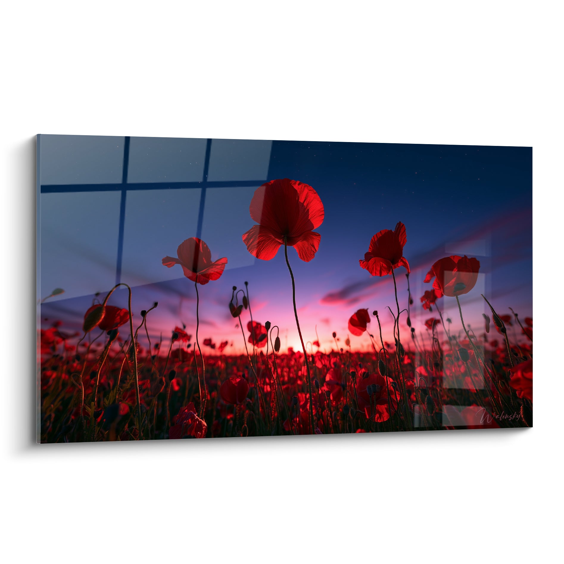 Coquelicots rouge grenat dressés en contre-jour sous un ciel bleu nuit étoilé et un horizon rose corail