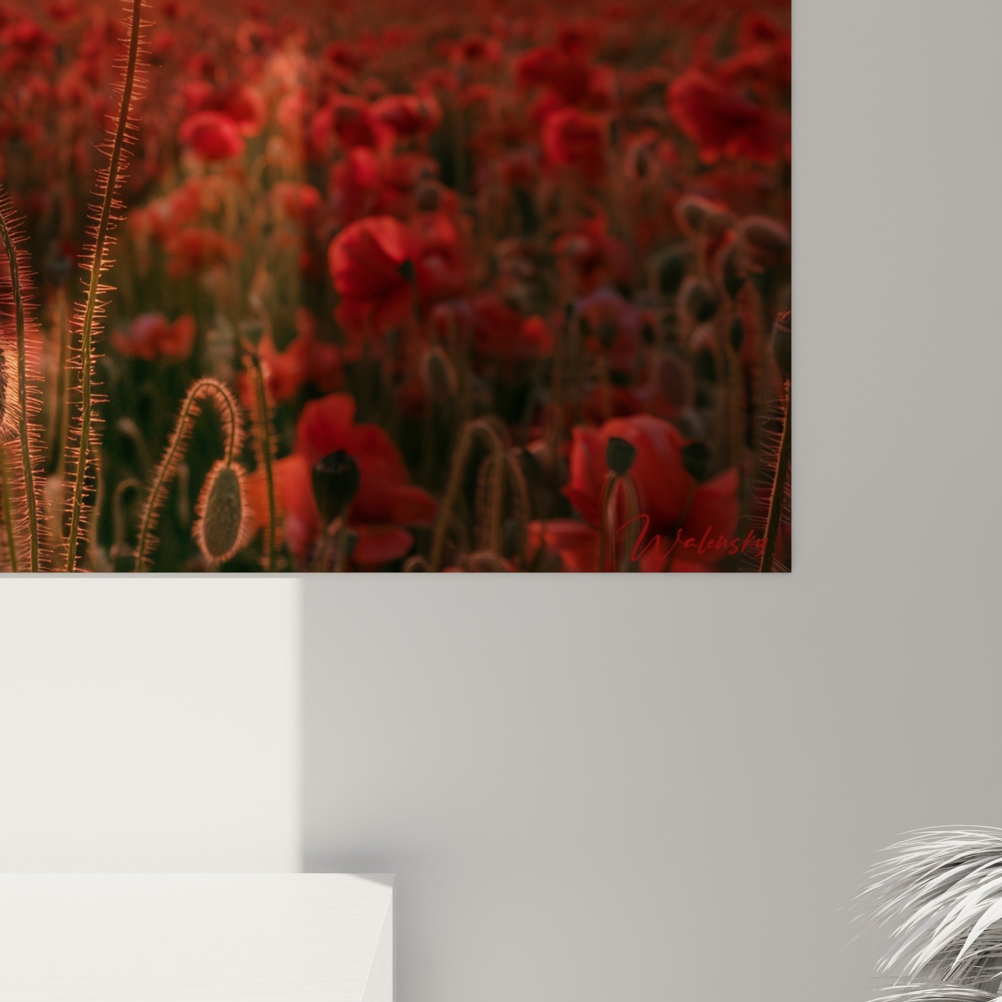 Pétales fins du coquelicot rouge et lumière dorée du soleil visibles en gros plan sur la toile
