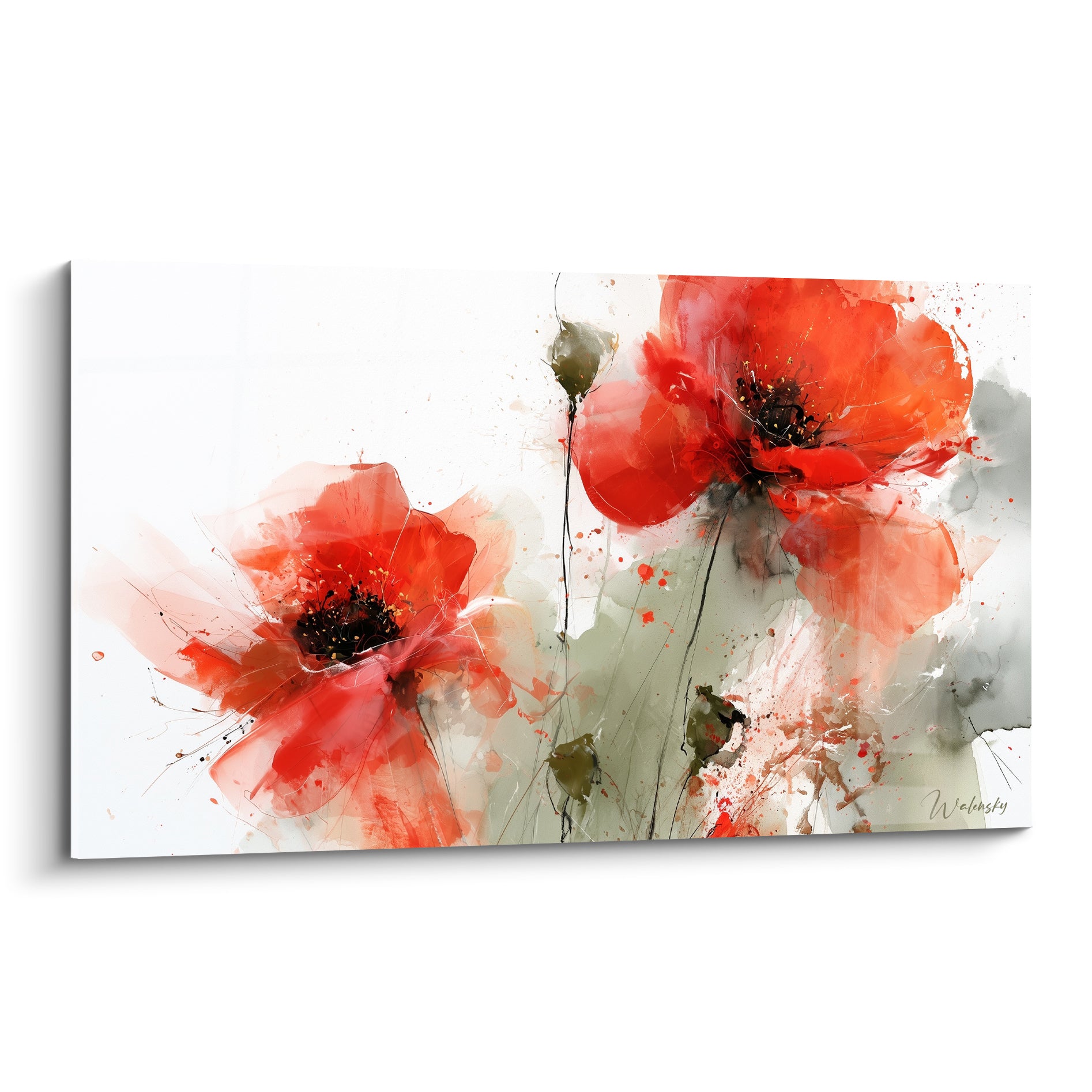 Coquelicots rouge vif aux cœurs noirs, pétales aquarelle éclaboussée sur fond blanc lumineux