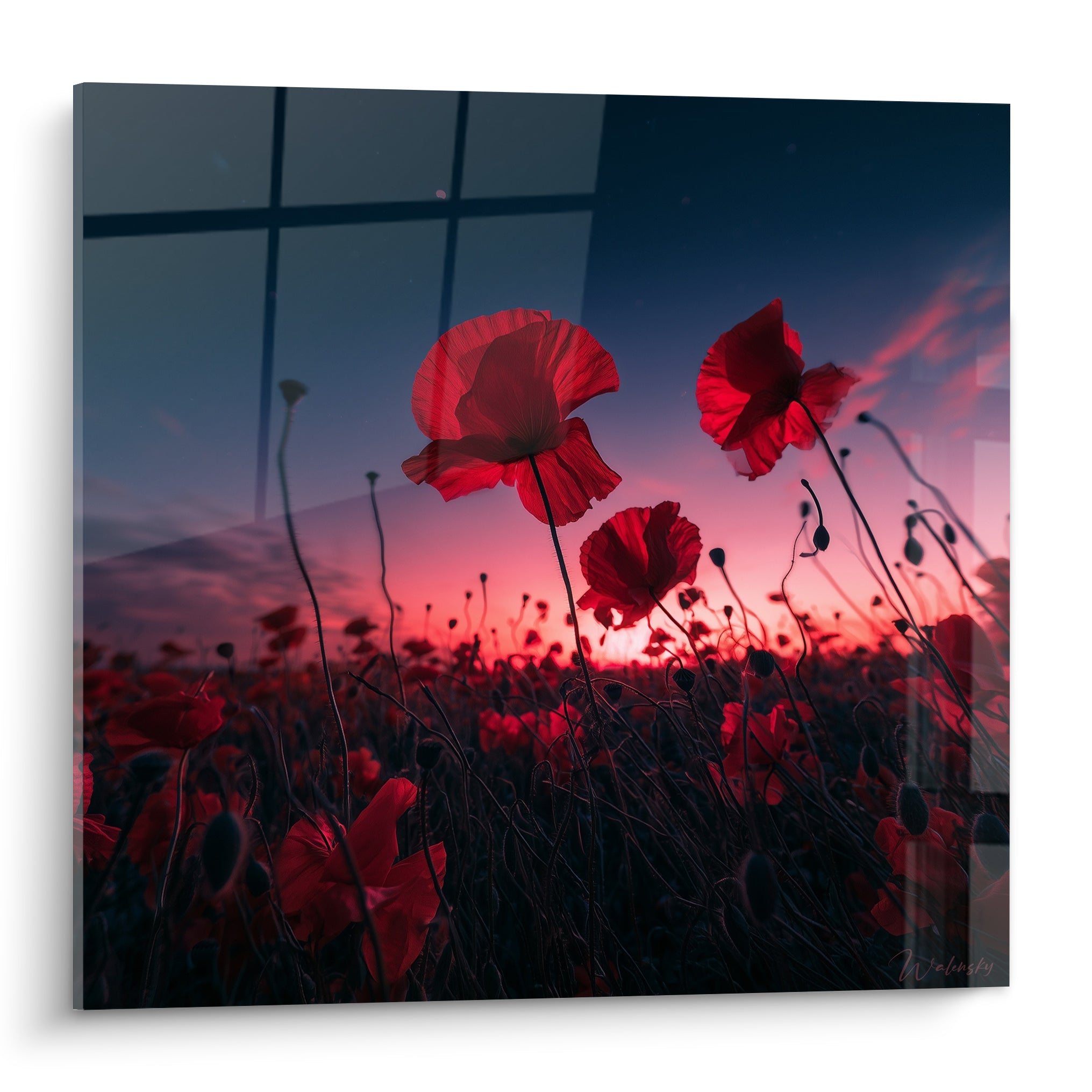 Coquelicots rouges dressés sur fond bleu nuit et rose, pétales translucides éclairés par le crépuscule