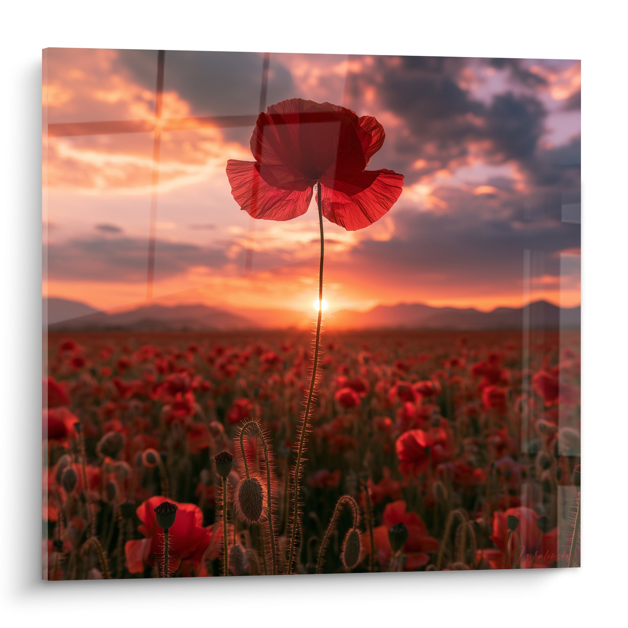 Coquelicot rouge translucide dressé sur fond de ciel orangé et violet au coucher du soleil